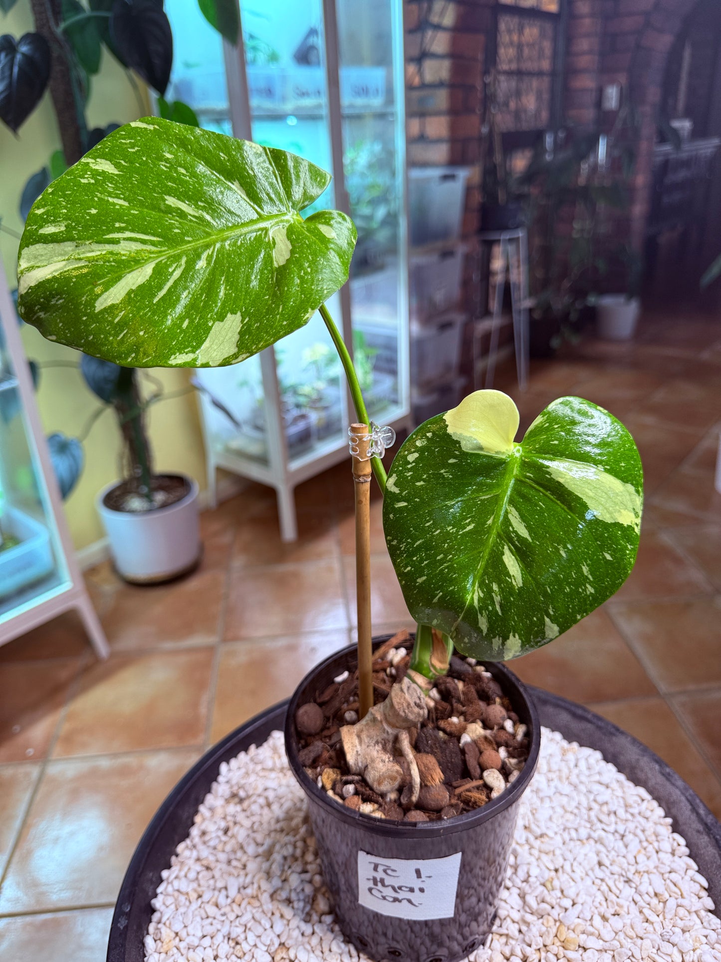 Monstera Thai Constellation -TC1