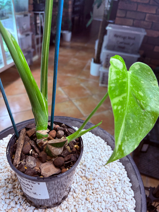 Monstera Thai Constellation -TC2