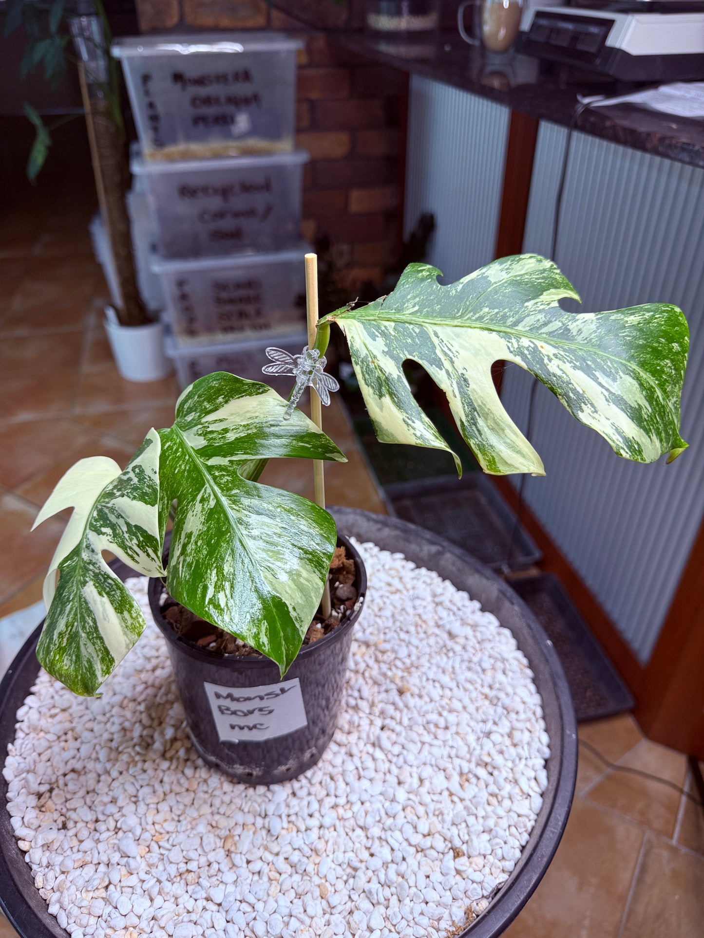 Monstera Borsigana Variegated - MC