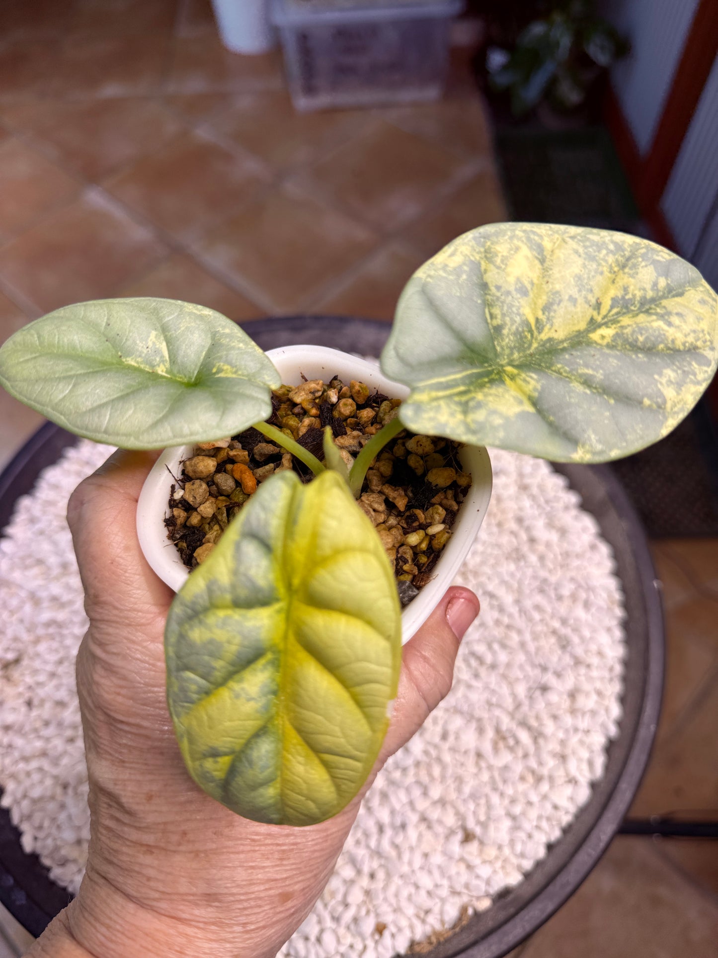 Alocasia Dragon scale Silver - ASDS