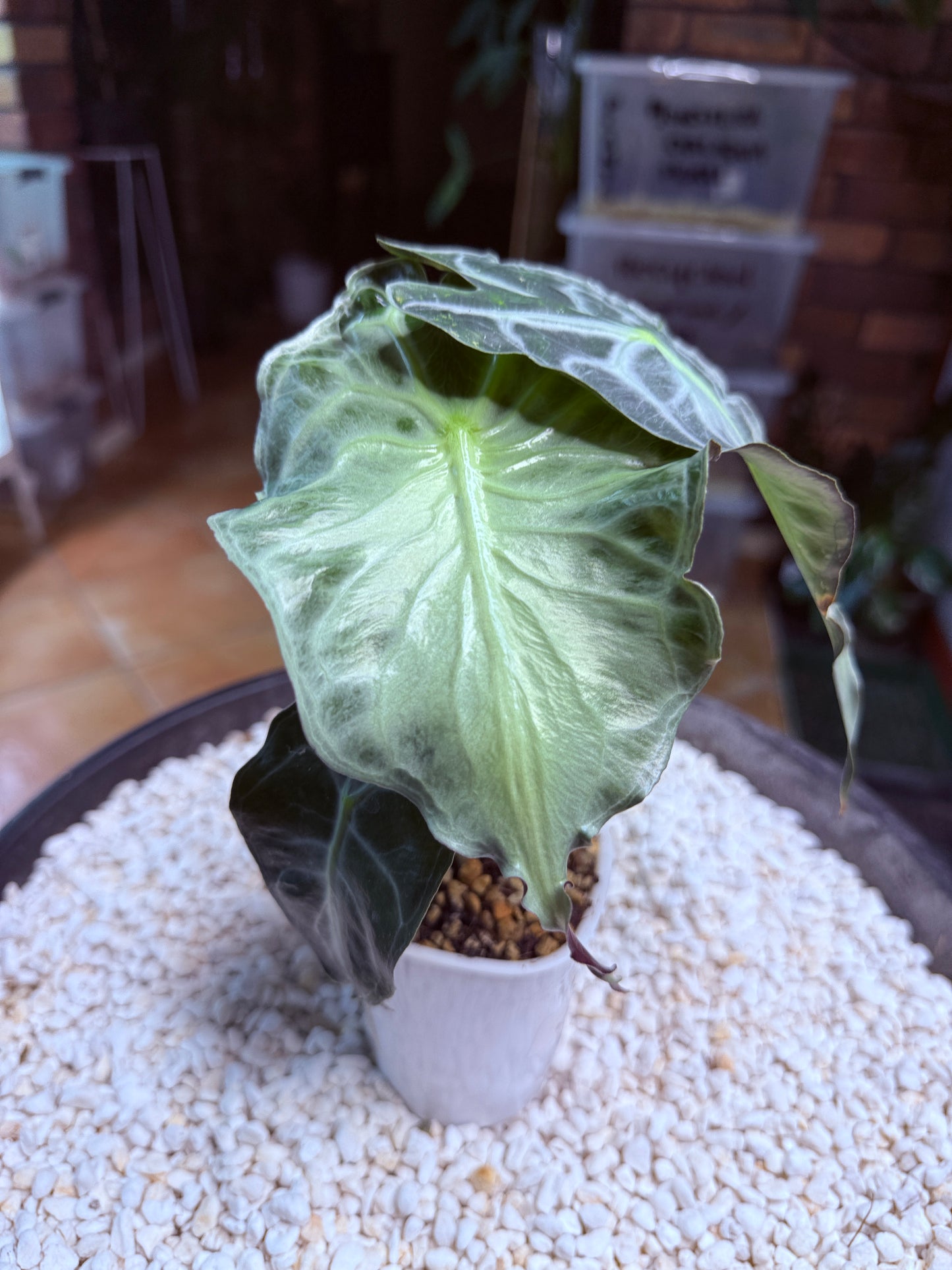 Alocasia Venom large - AV self watering pot