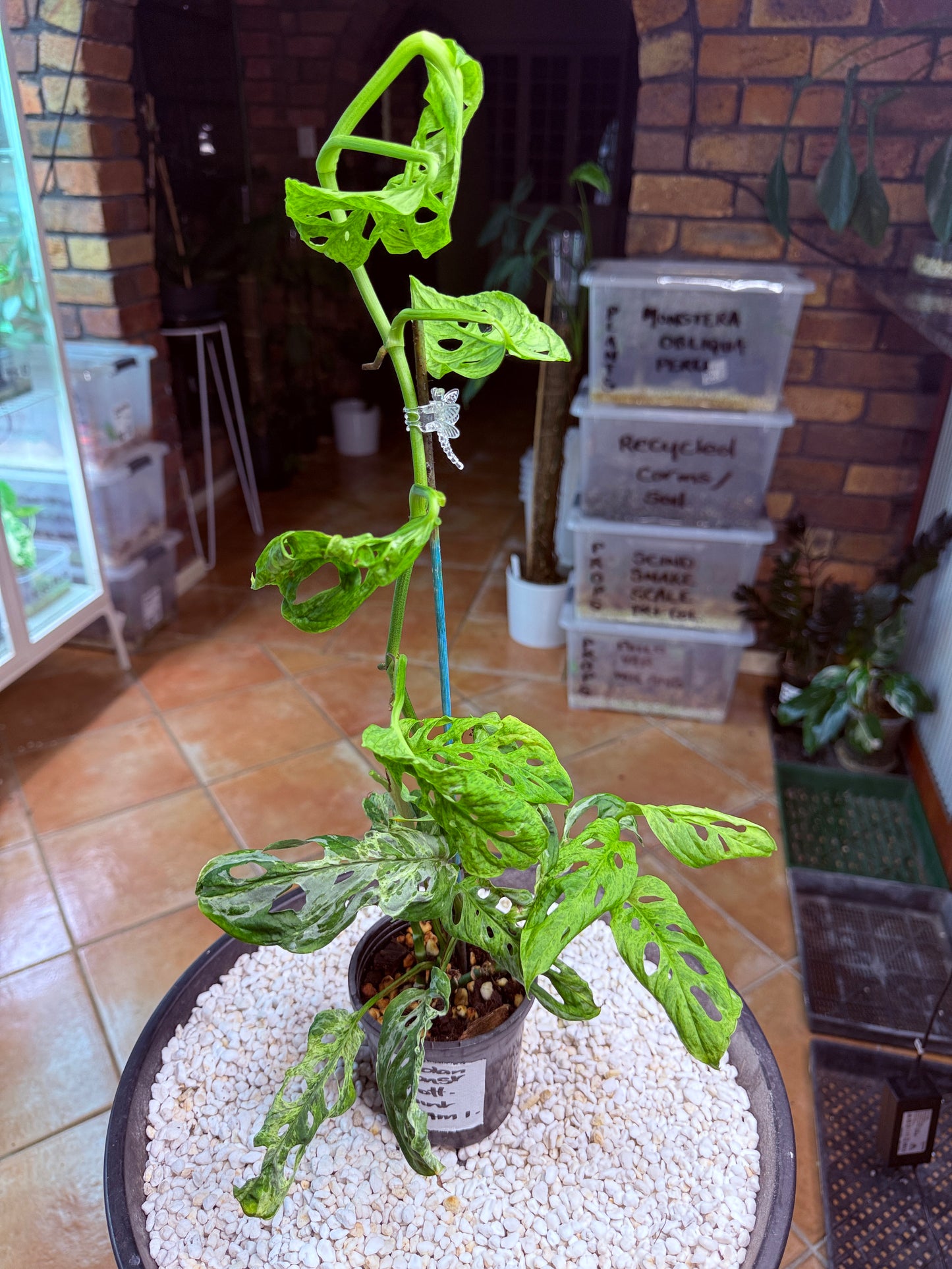 Monstera Adansonii Mottled Mint - MAM 1