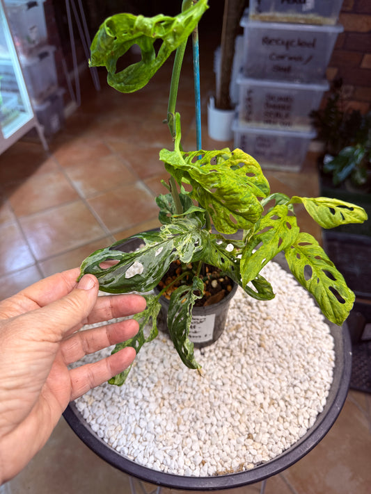 Monstera Adansonii Mottled Mint - MAM 1