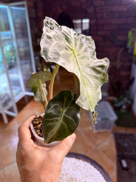 Alocasia Venom
