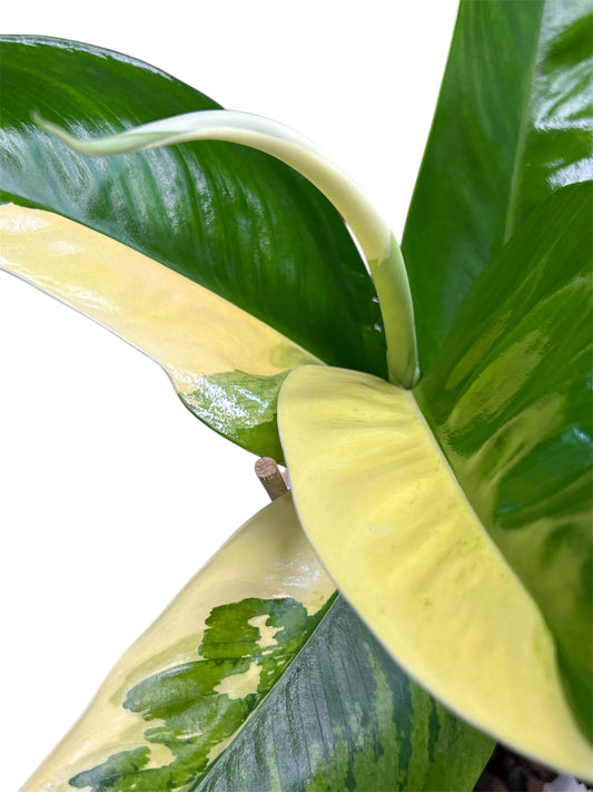 Rhaphidophora Elliptica