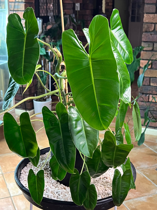 Philodendron Burle Marx