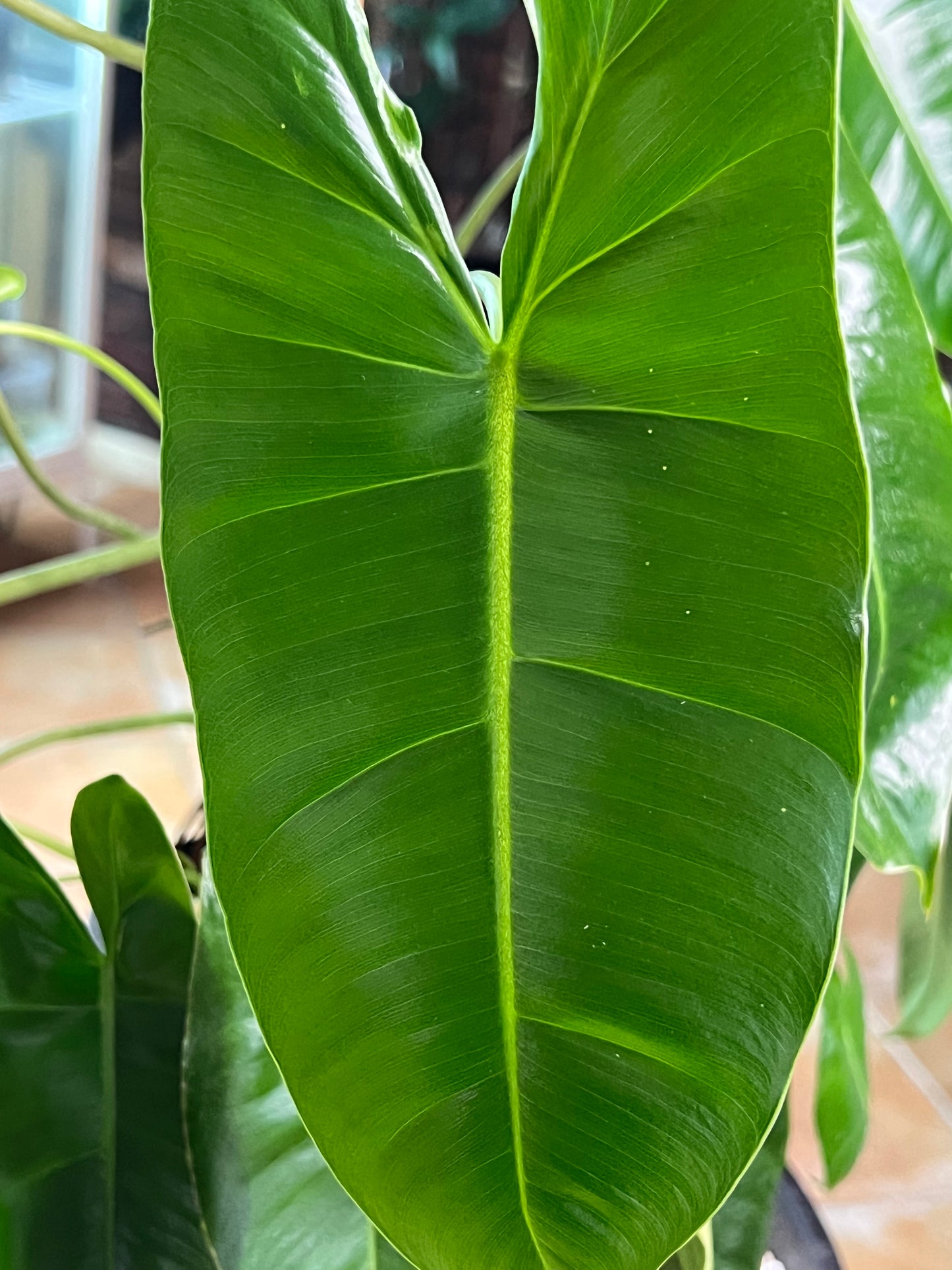 Philodendron Burle Marx