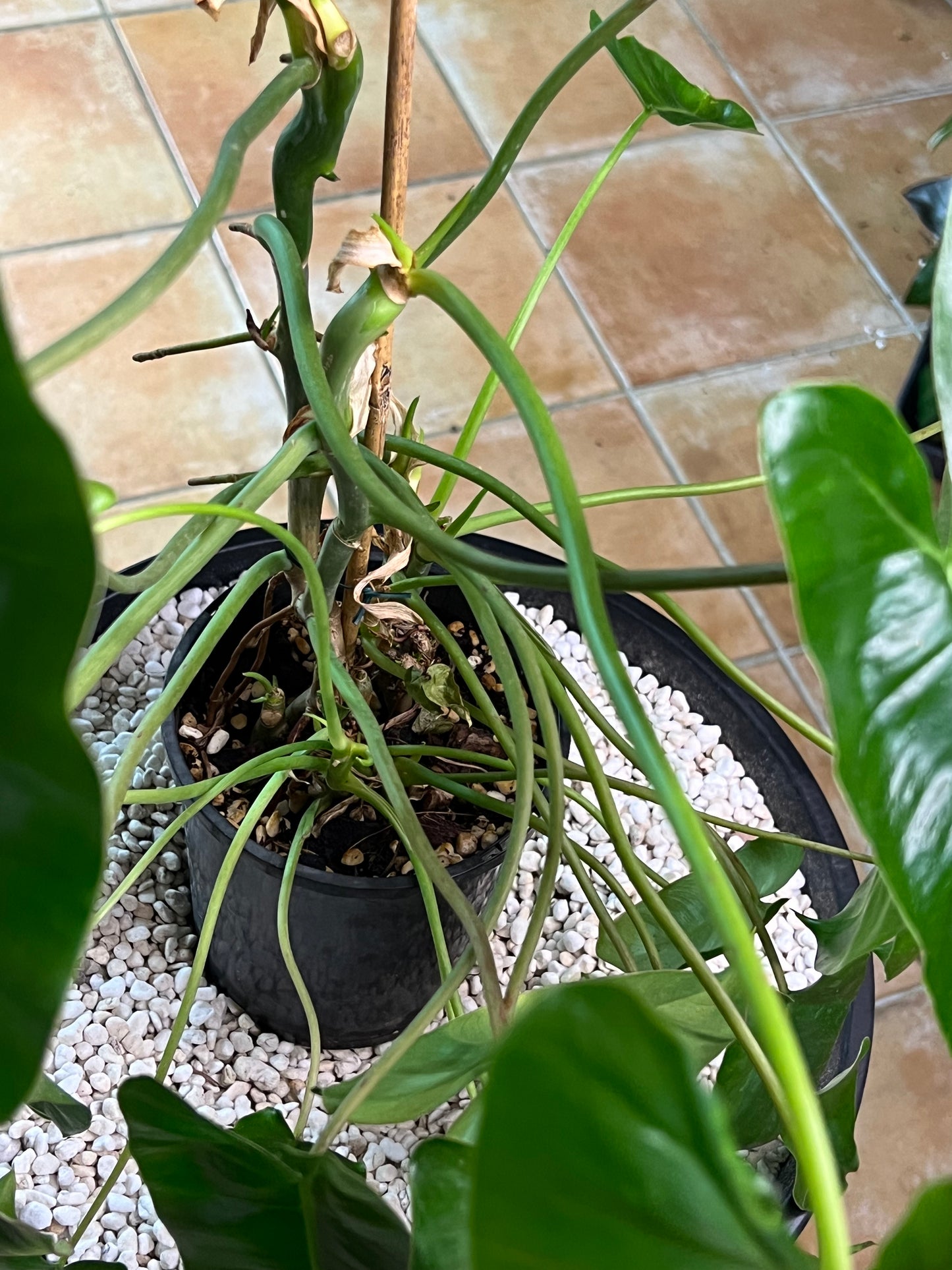 Philodendron Burle Marx