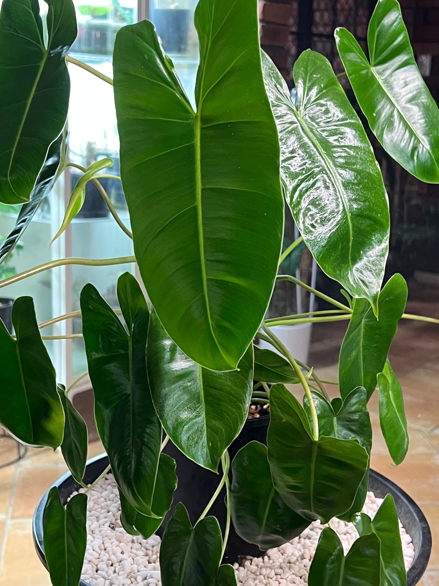 Philodendron Burle Marx