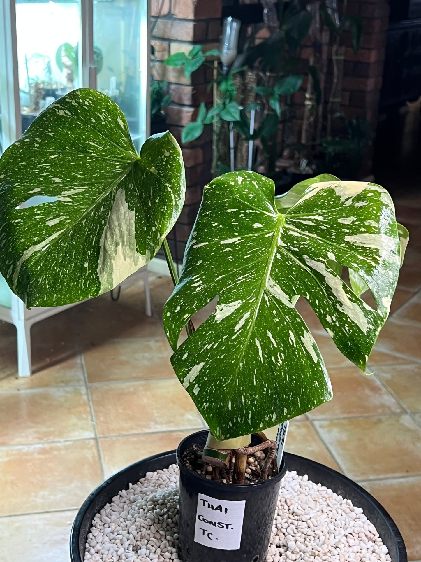 Monstera Thai Constellation