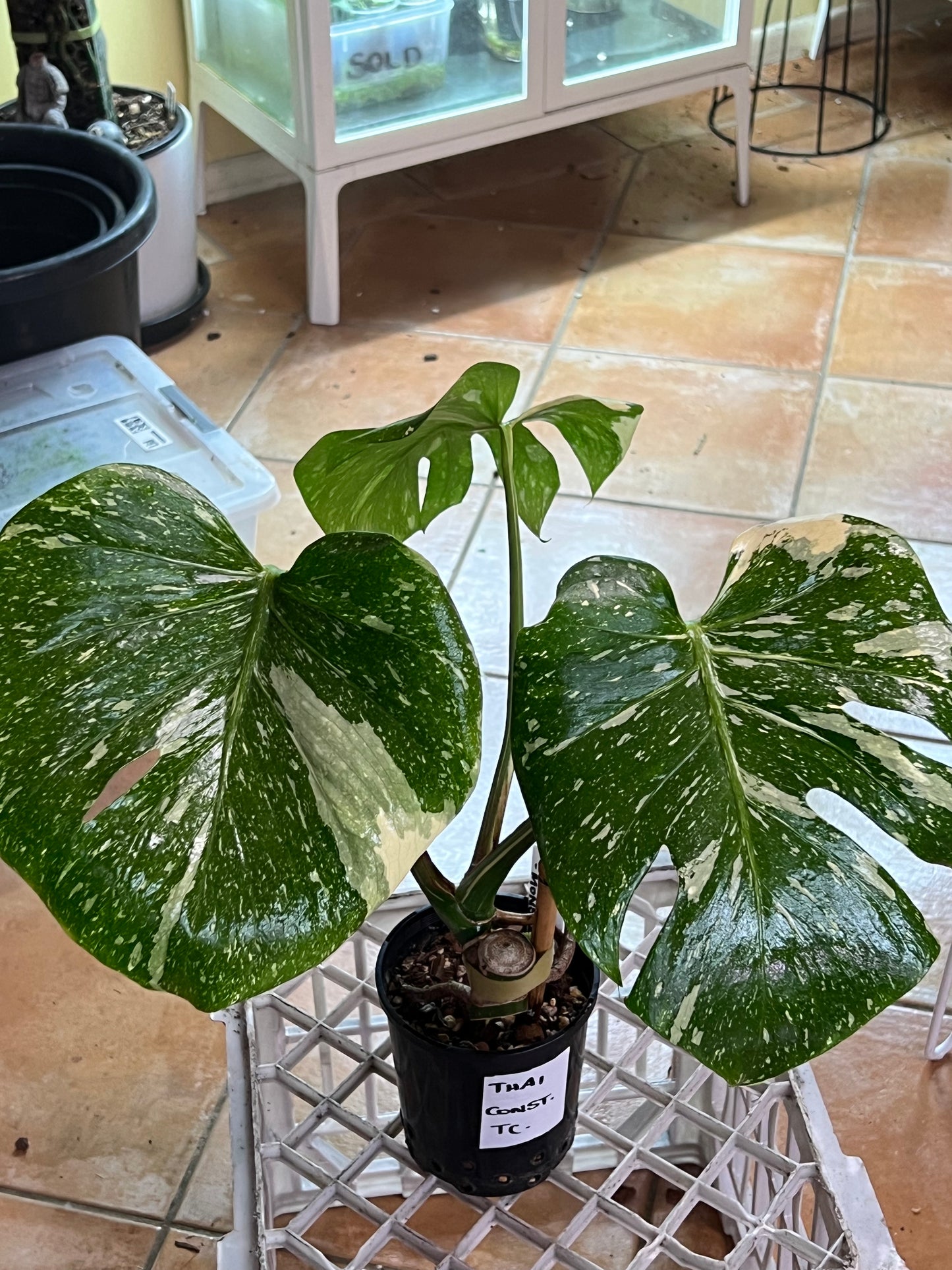 Monstera Thai Constellation