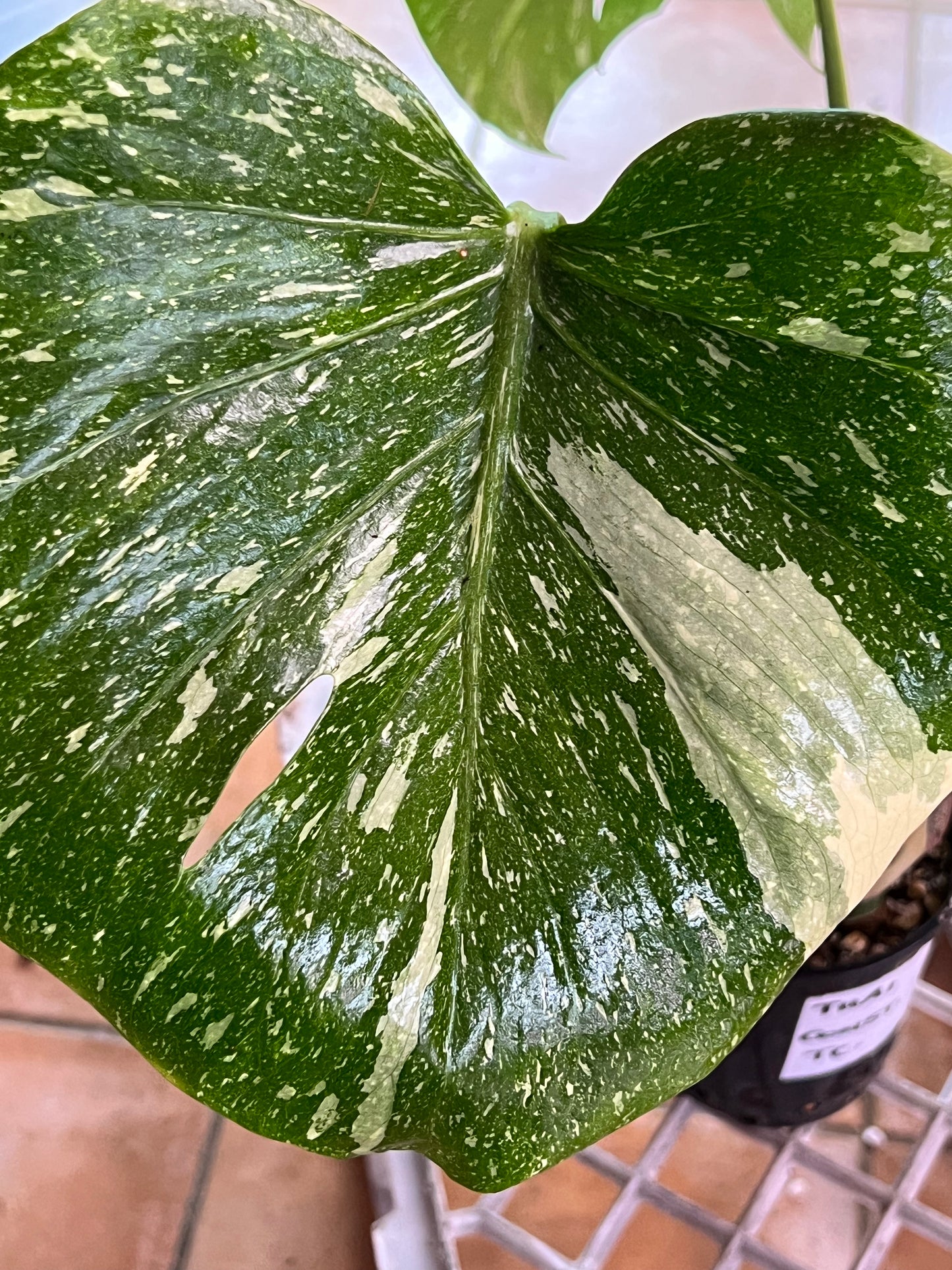 Monstera Thai Constellation