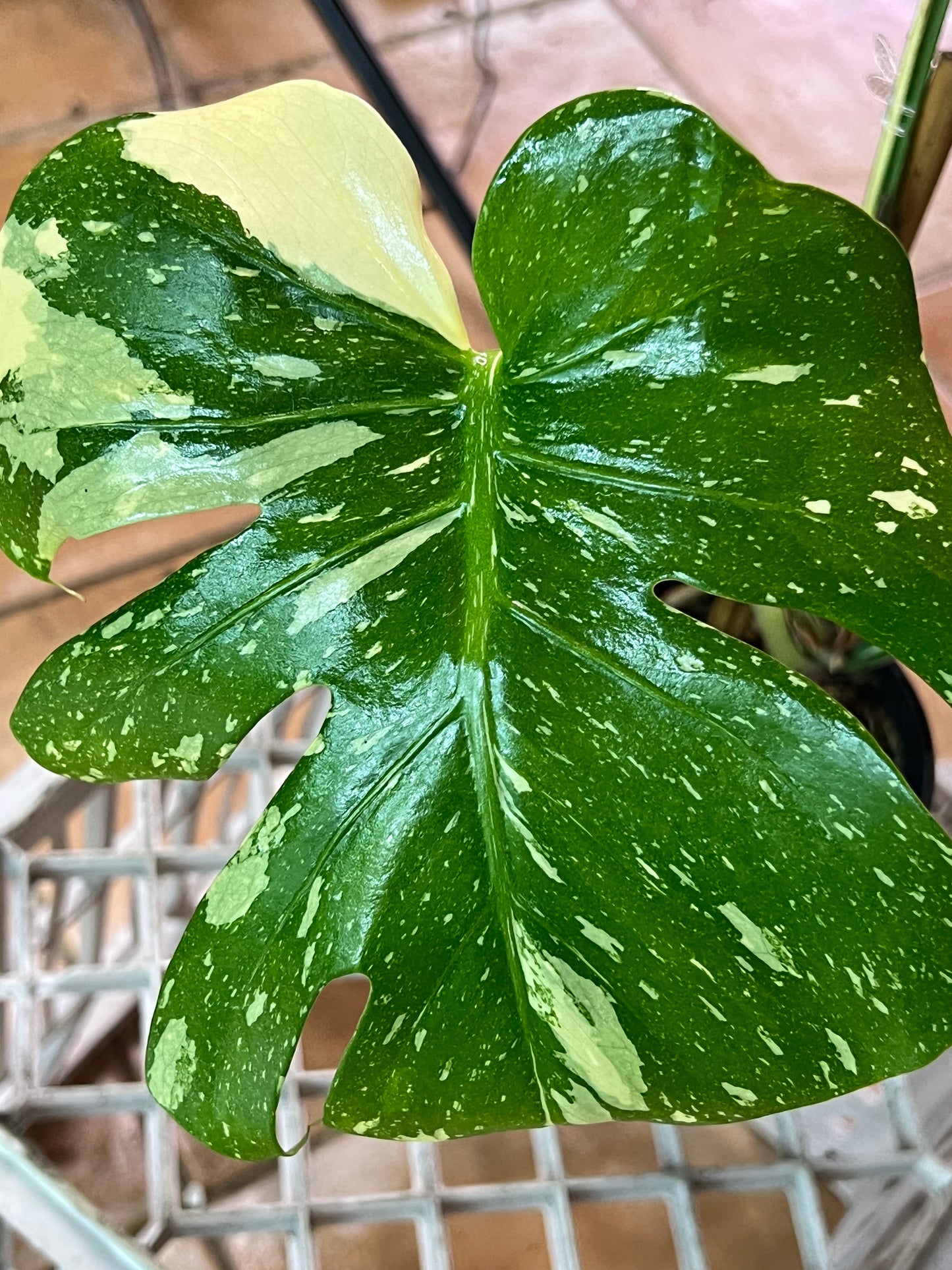 Monstera Thai Constellation
