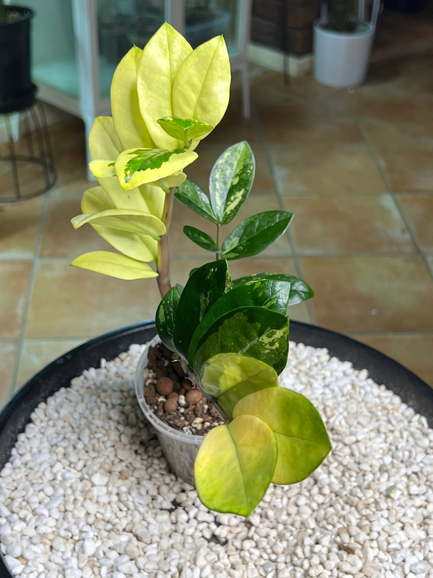Zanzibar Variegated