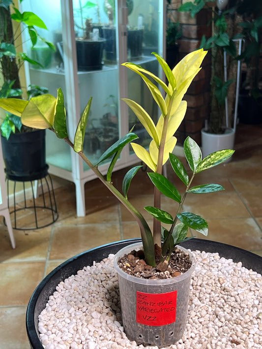 Zanzibar Variegated