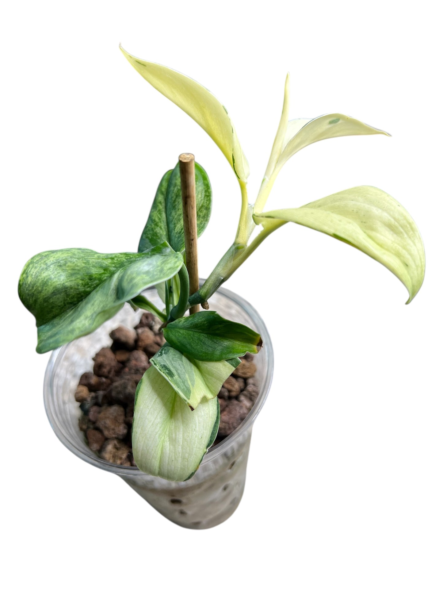 Scindapsus Superstar
