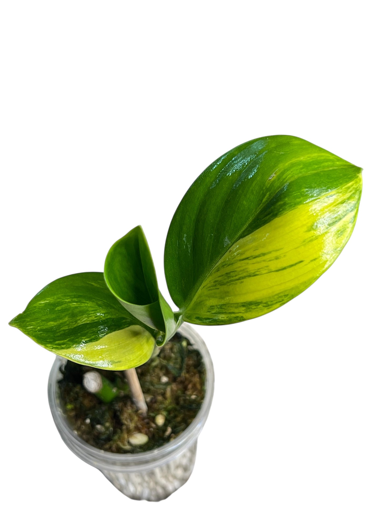 Scindapsus Rupestris