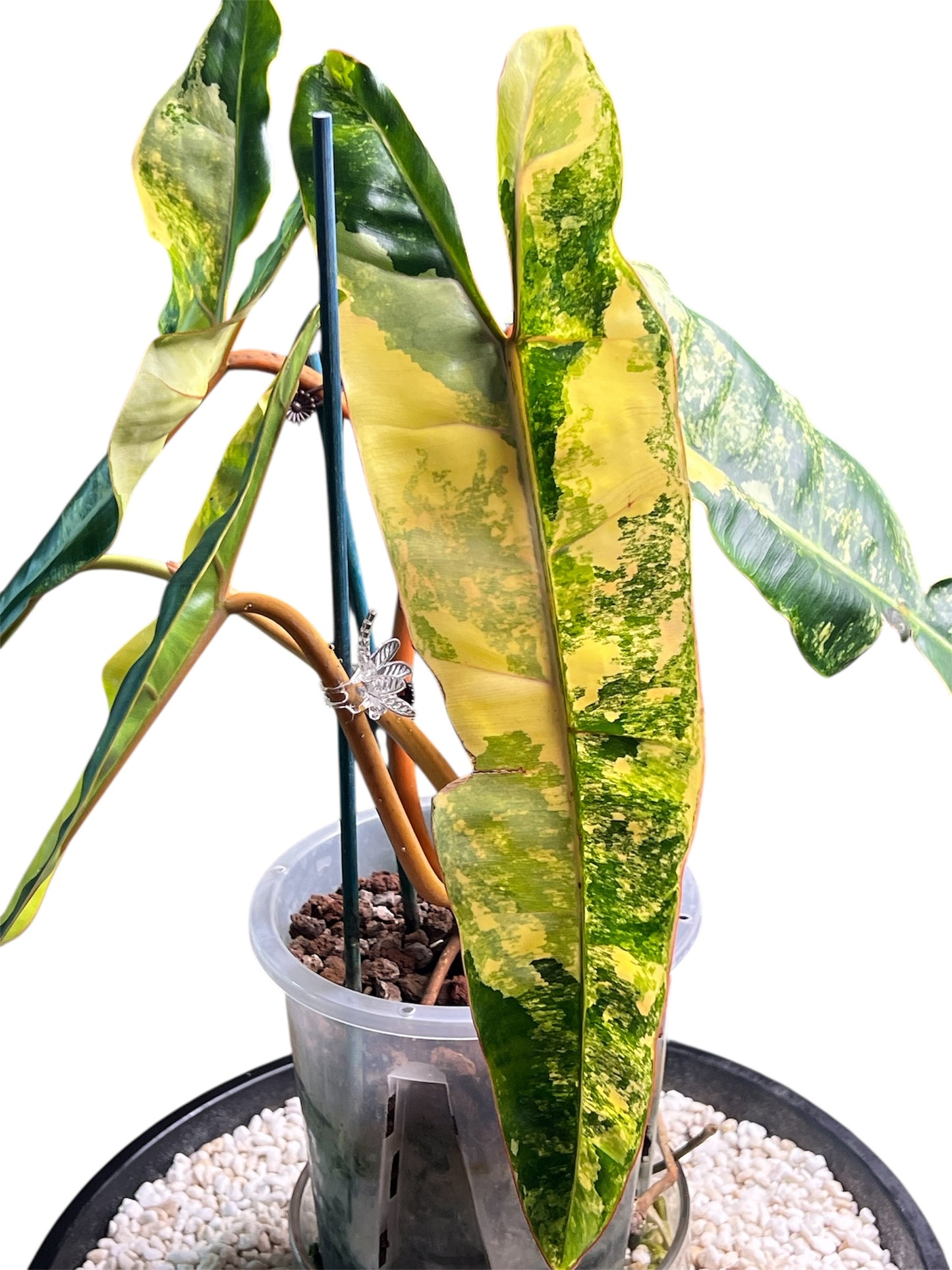 Philodendron Billietiae Variegated