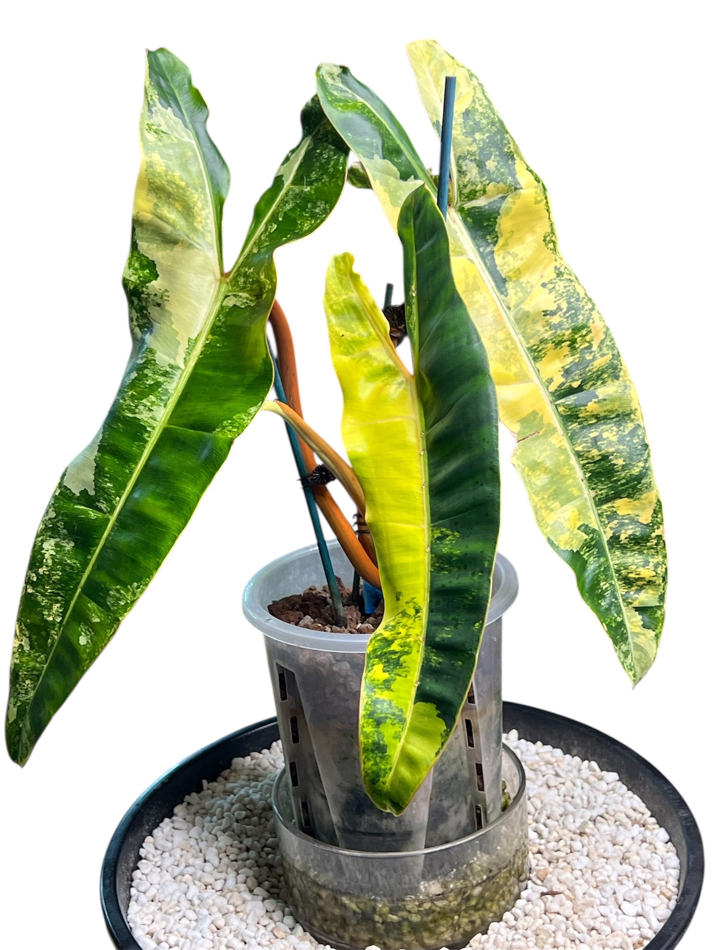 Philodendron Billietiae Variegated