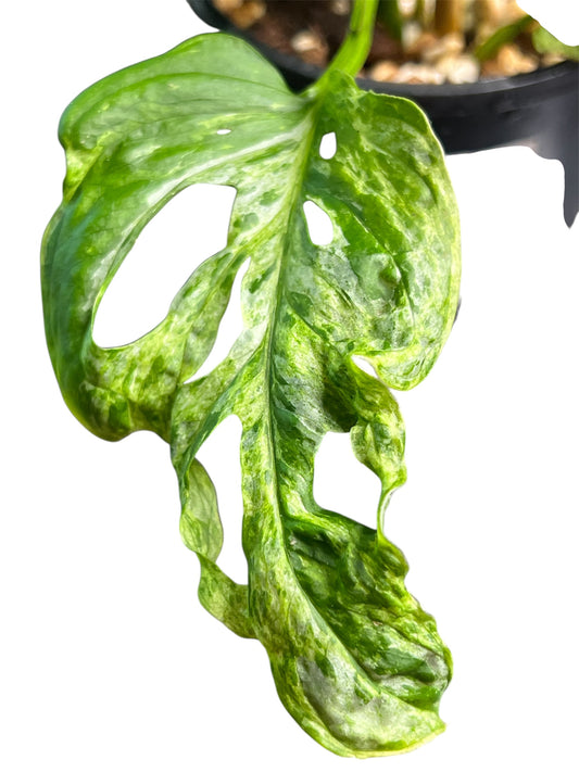 Monstera Mottled Adansonii