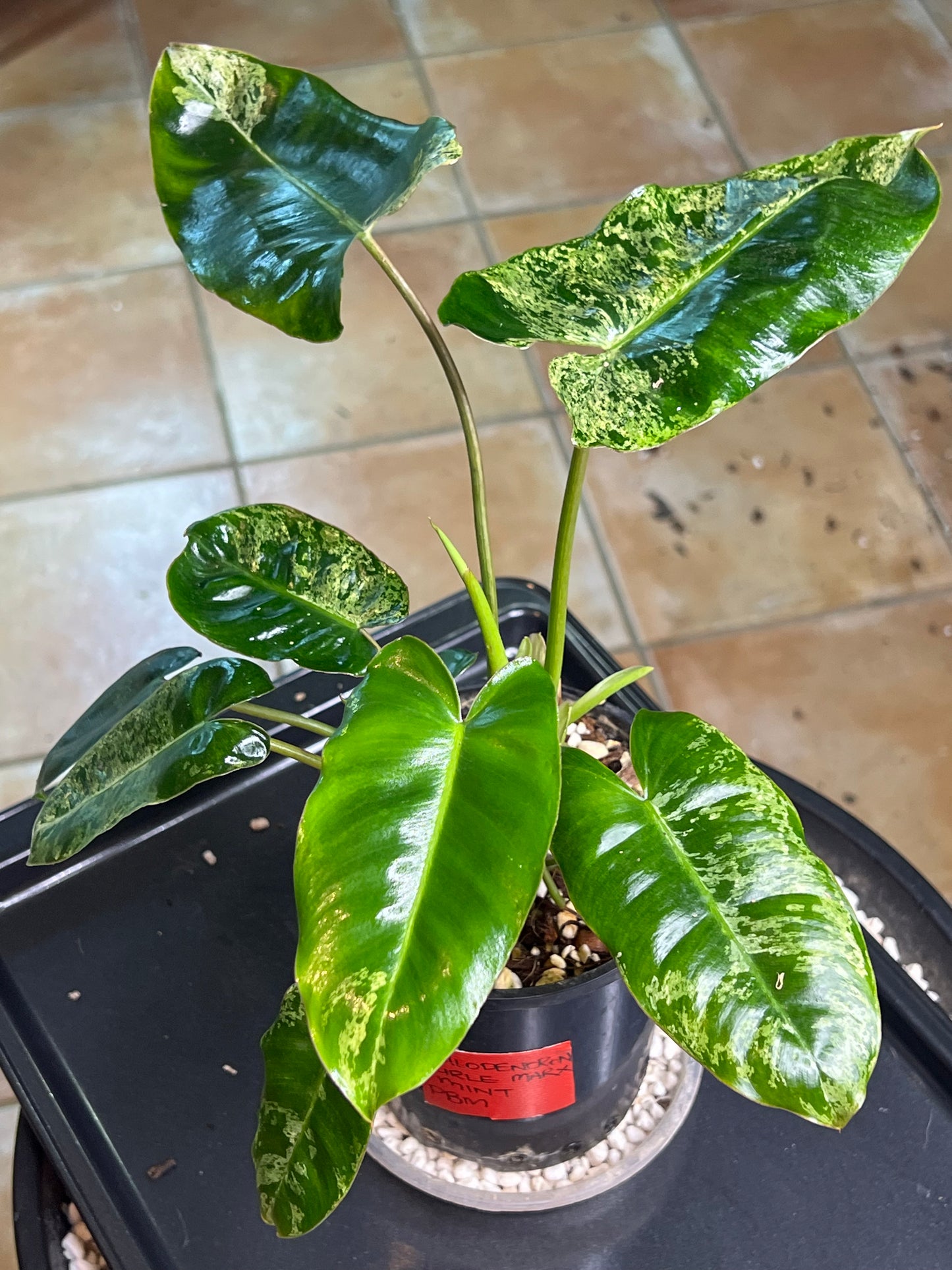Philodendron Burle Marx Mint