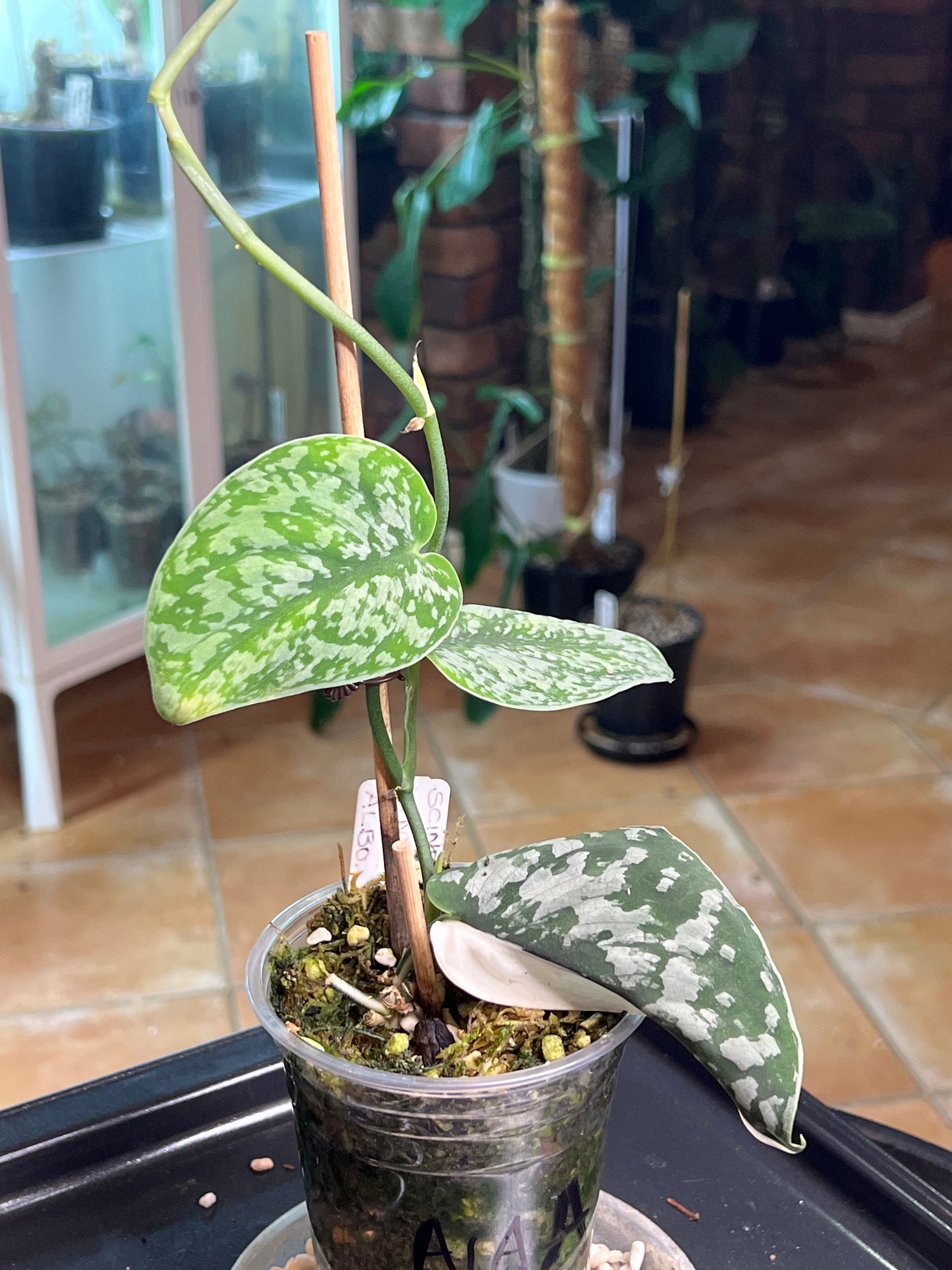 Scindapsus Mayari Albo