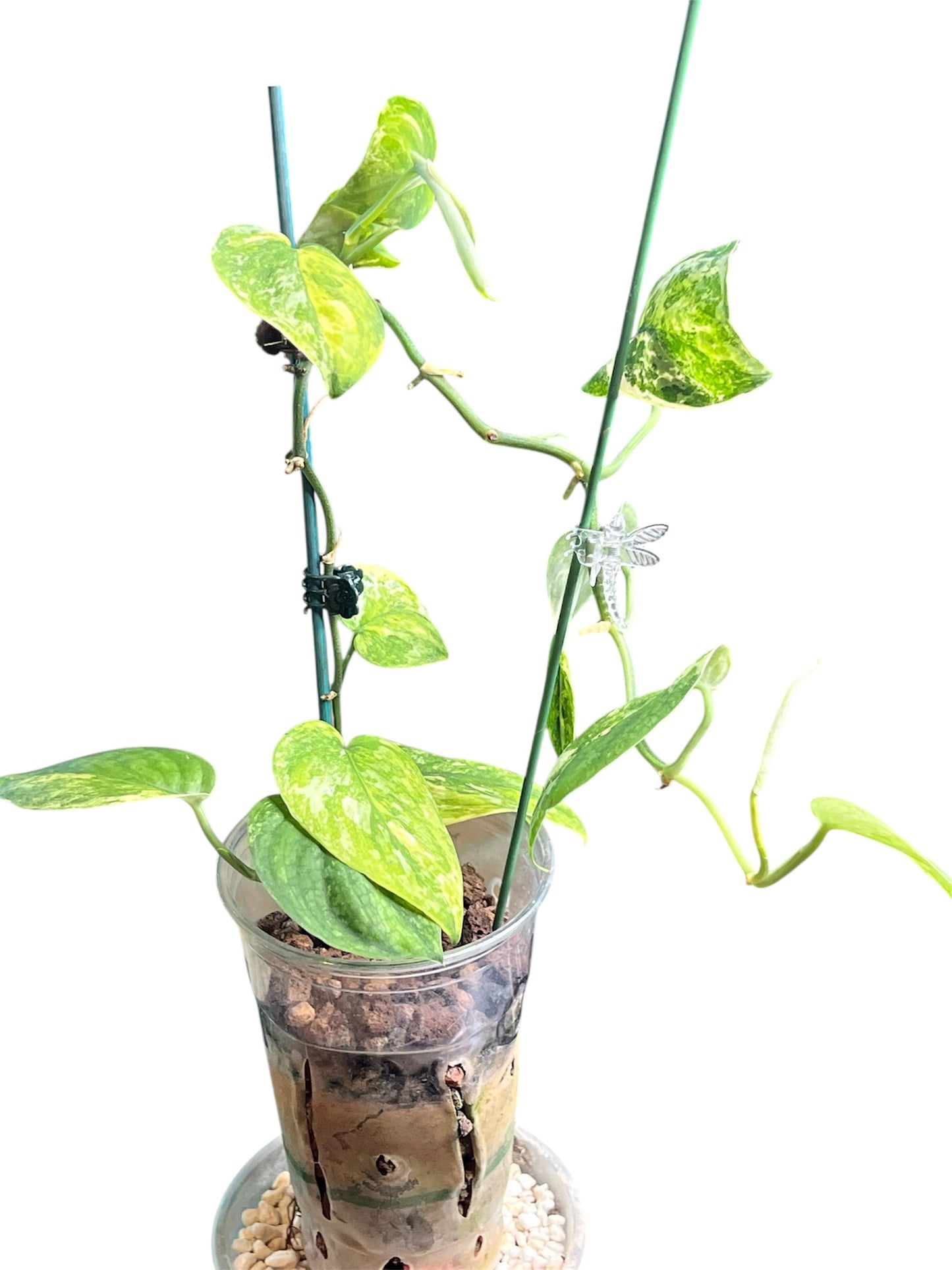 Scindapsus Mangurai