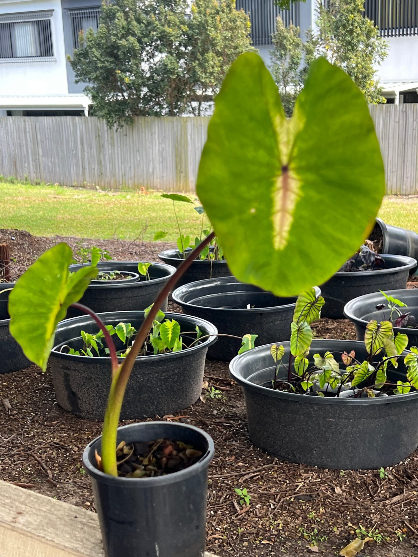 Colocasia Light Pillar