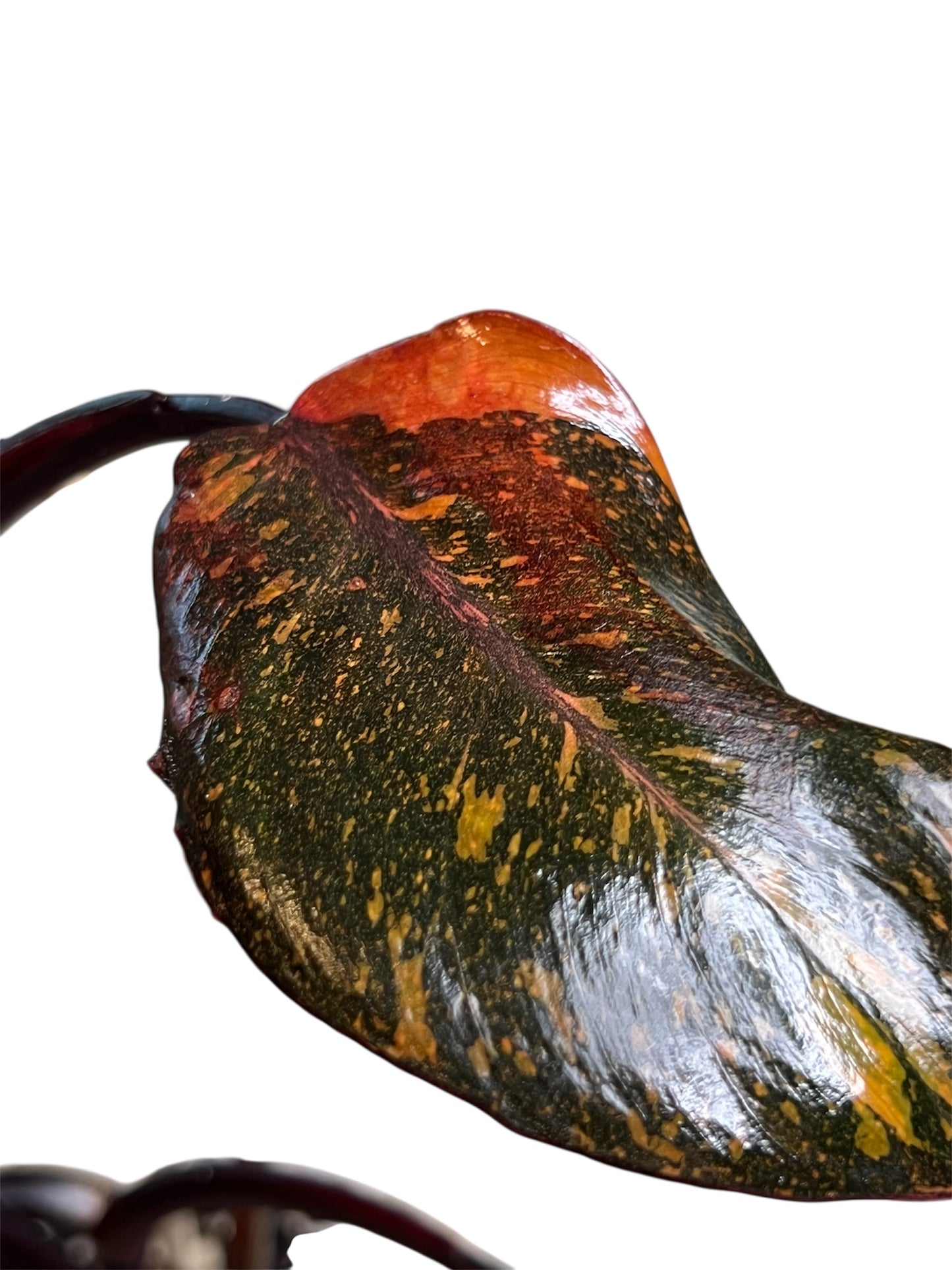 Philodendron Orange Princess