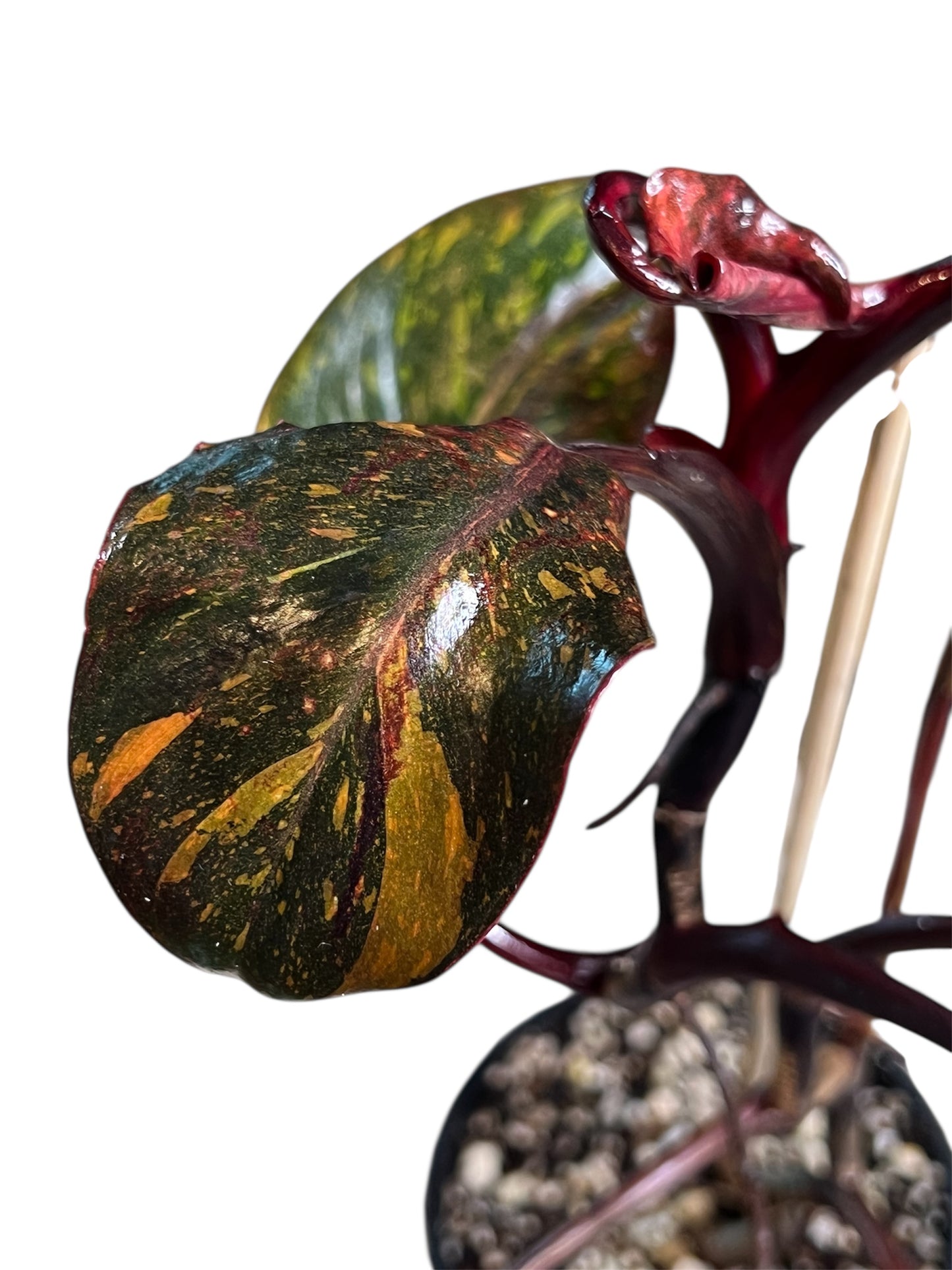 Philodendron Orange Princess