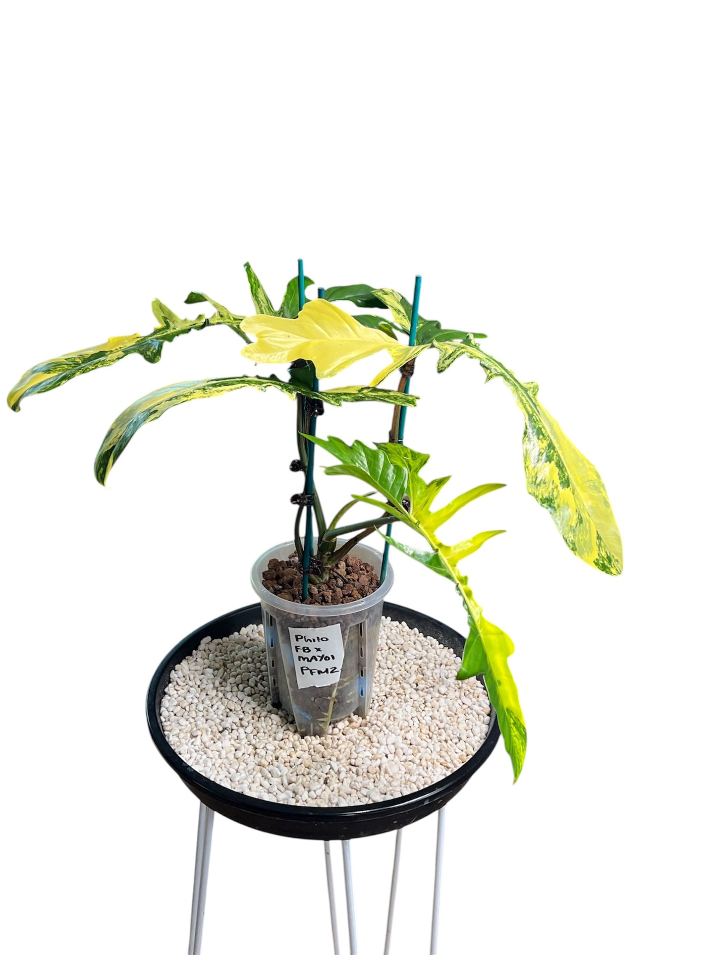 Philodendron Hybrid / Florida Beauty x Mayoi