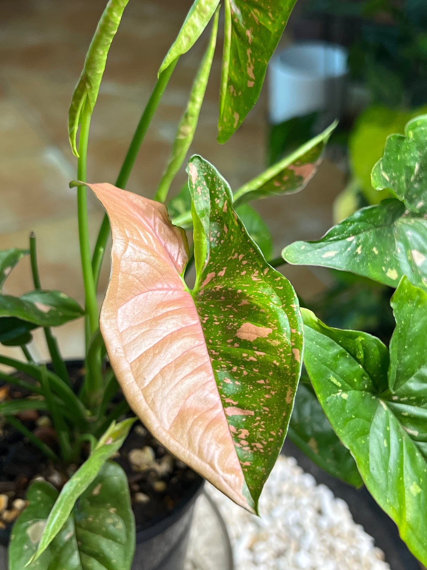 Syngonium Pink Splash