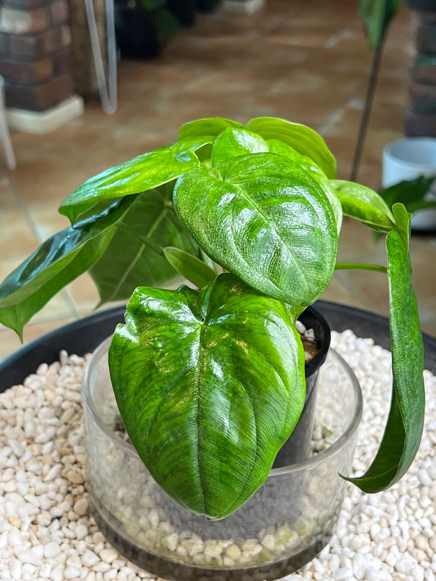Syngonium Frosted Heart