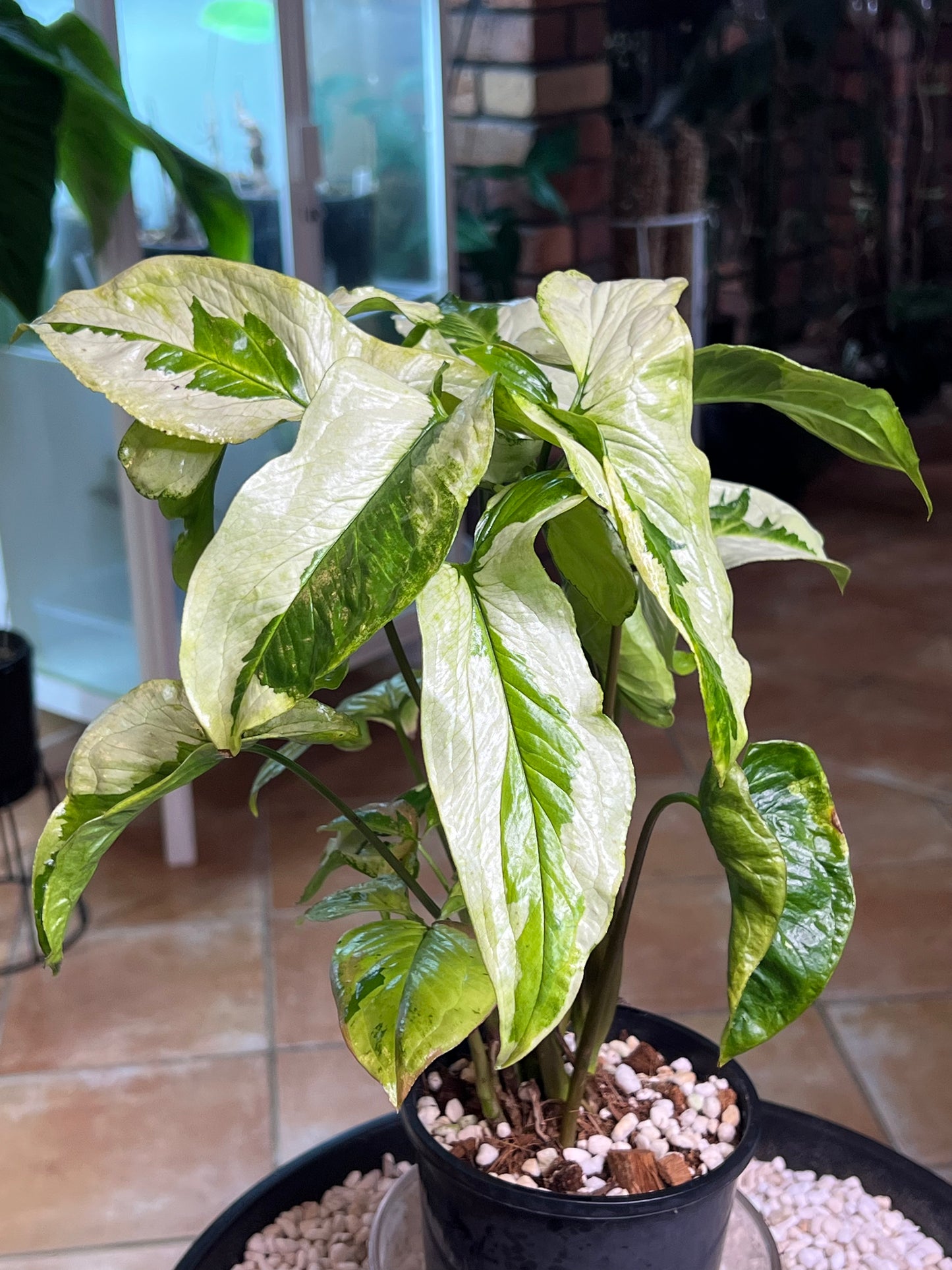Syngonium 3 Kings