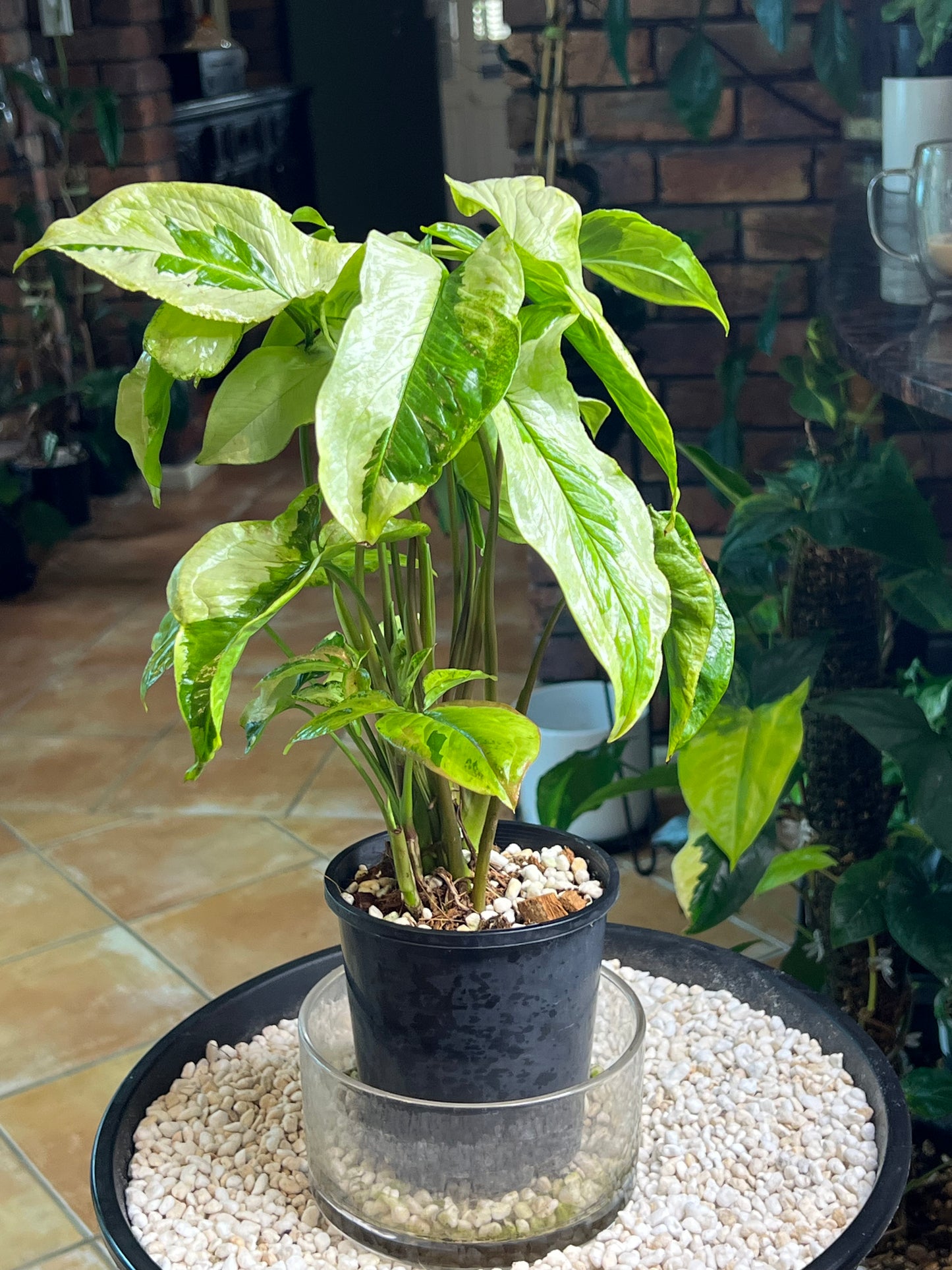 Syngonium 3 Kings