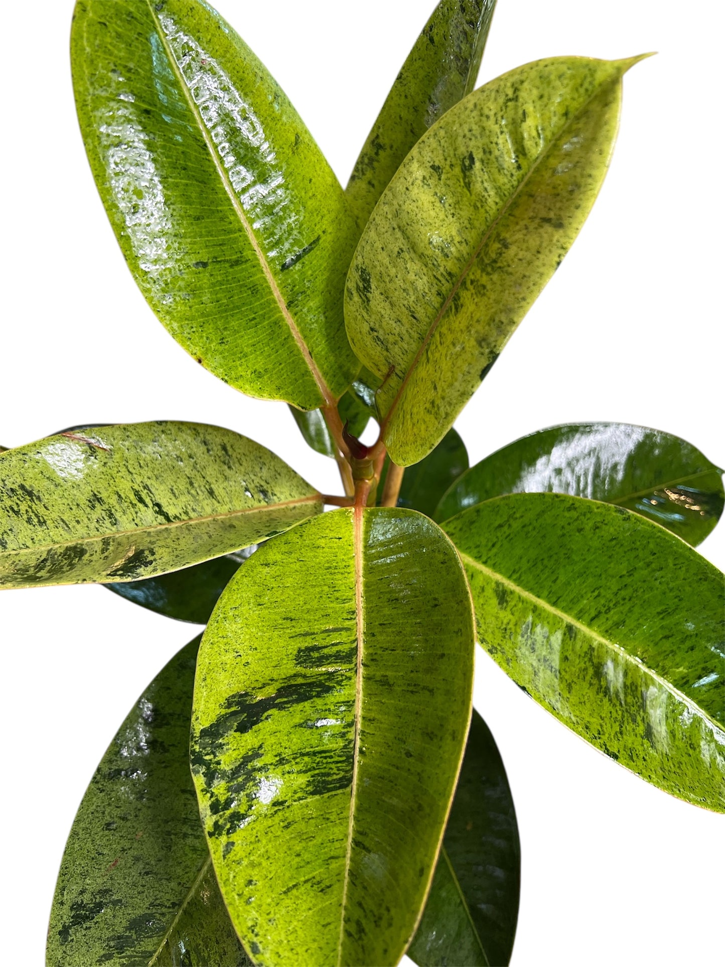 Ficus Shivereana - Rubber Plant