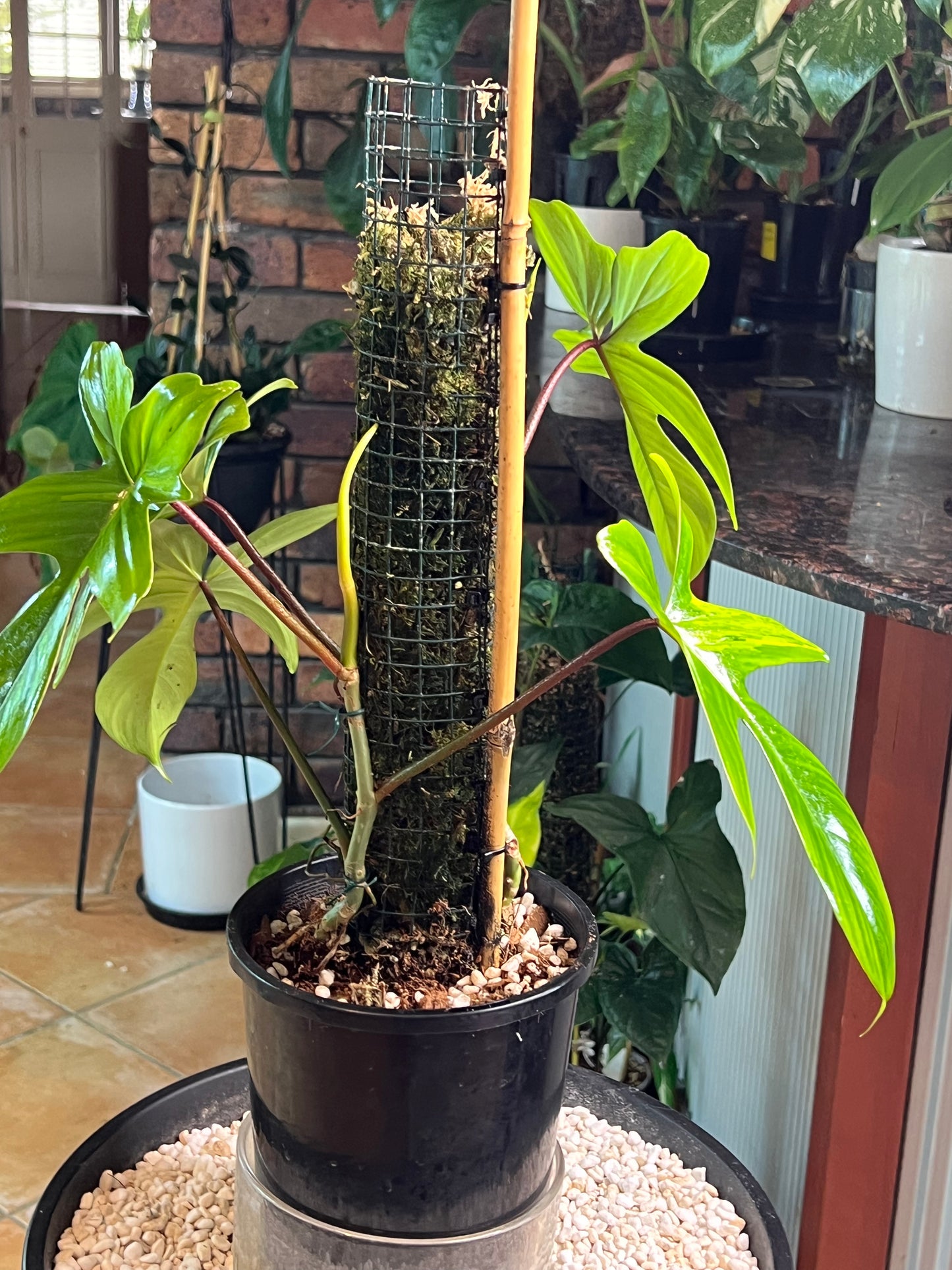 Philodendron Florida Beauty (reverted) large Leaf