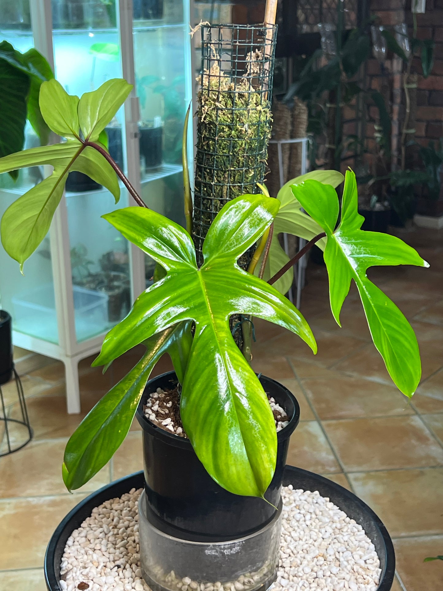 Philodendron Florida Beauty (reverted) large Leaf