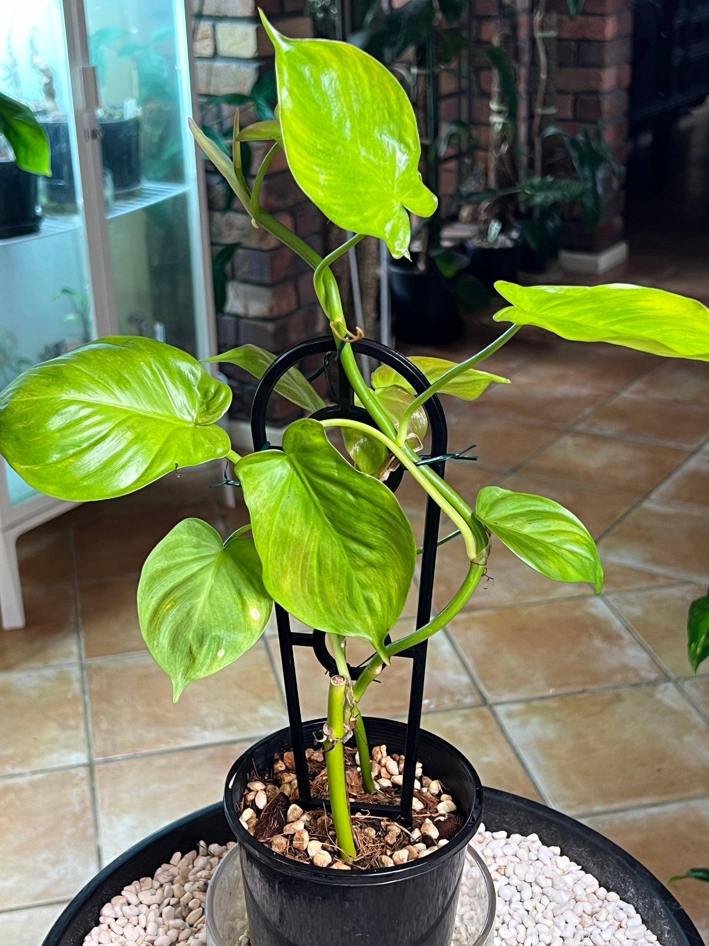 Philodendron Camposportoanum