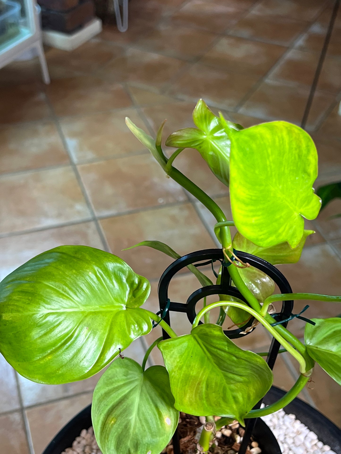 Philodendron Camposportoanum