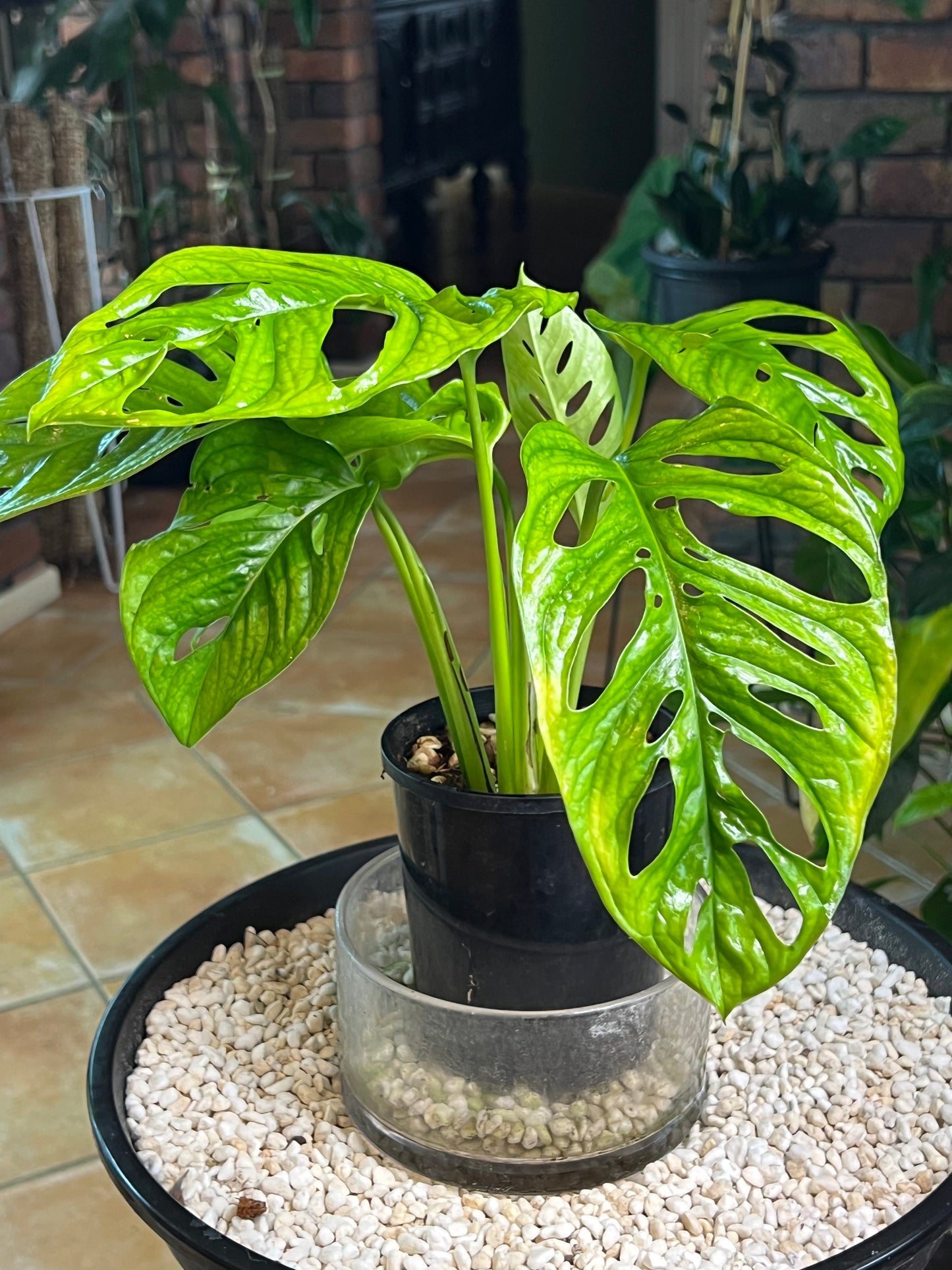 Monstera Monkey Mask - Huge leaves