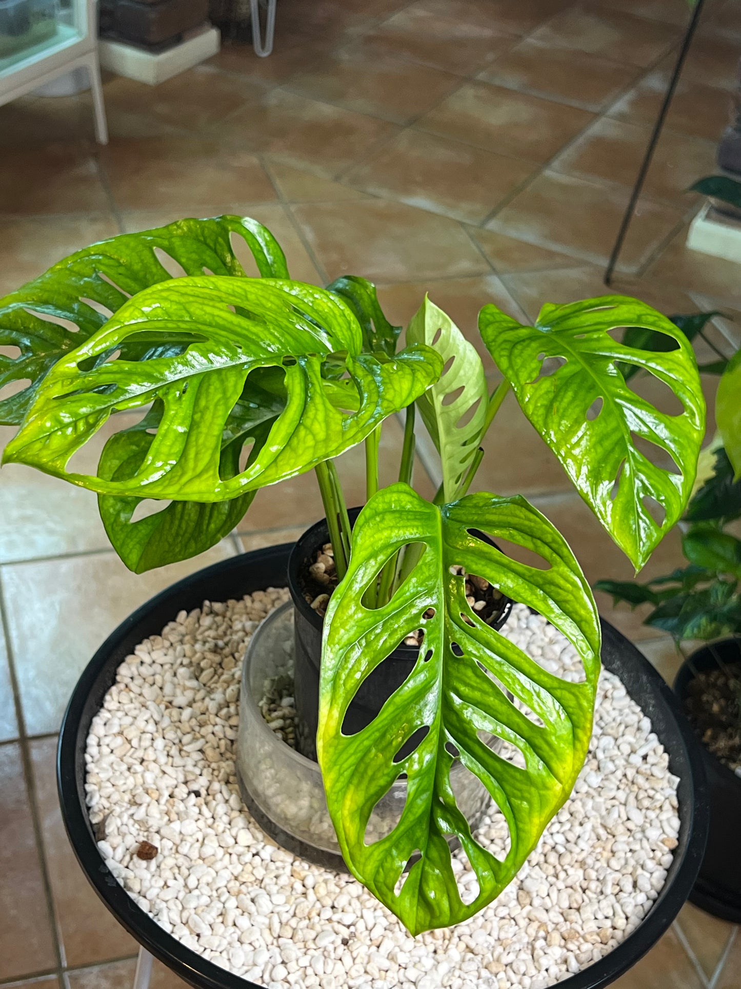 Monstera Monkey Mask - Huge leaves