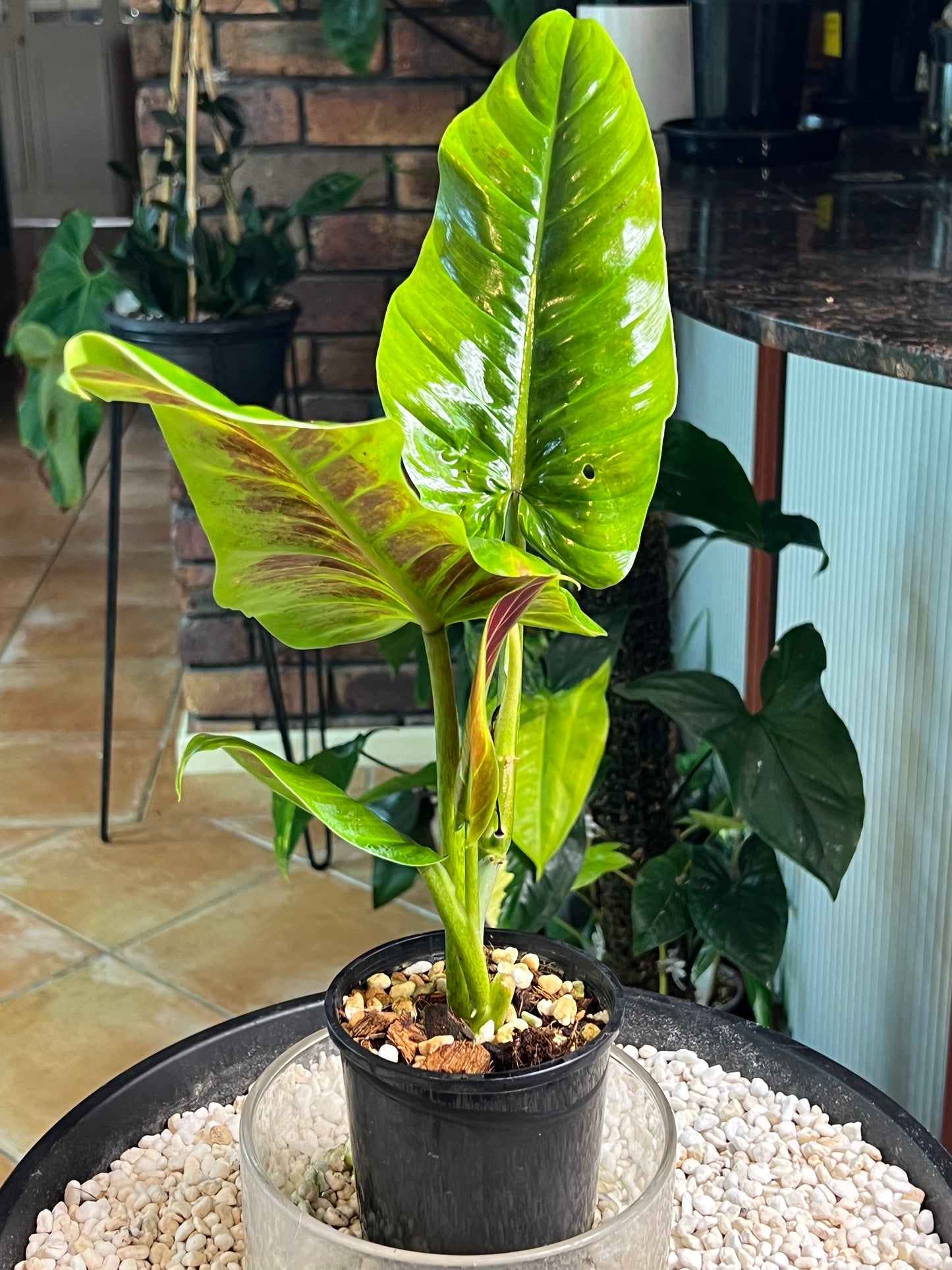 Philodendron Subhastatum