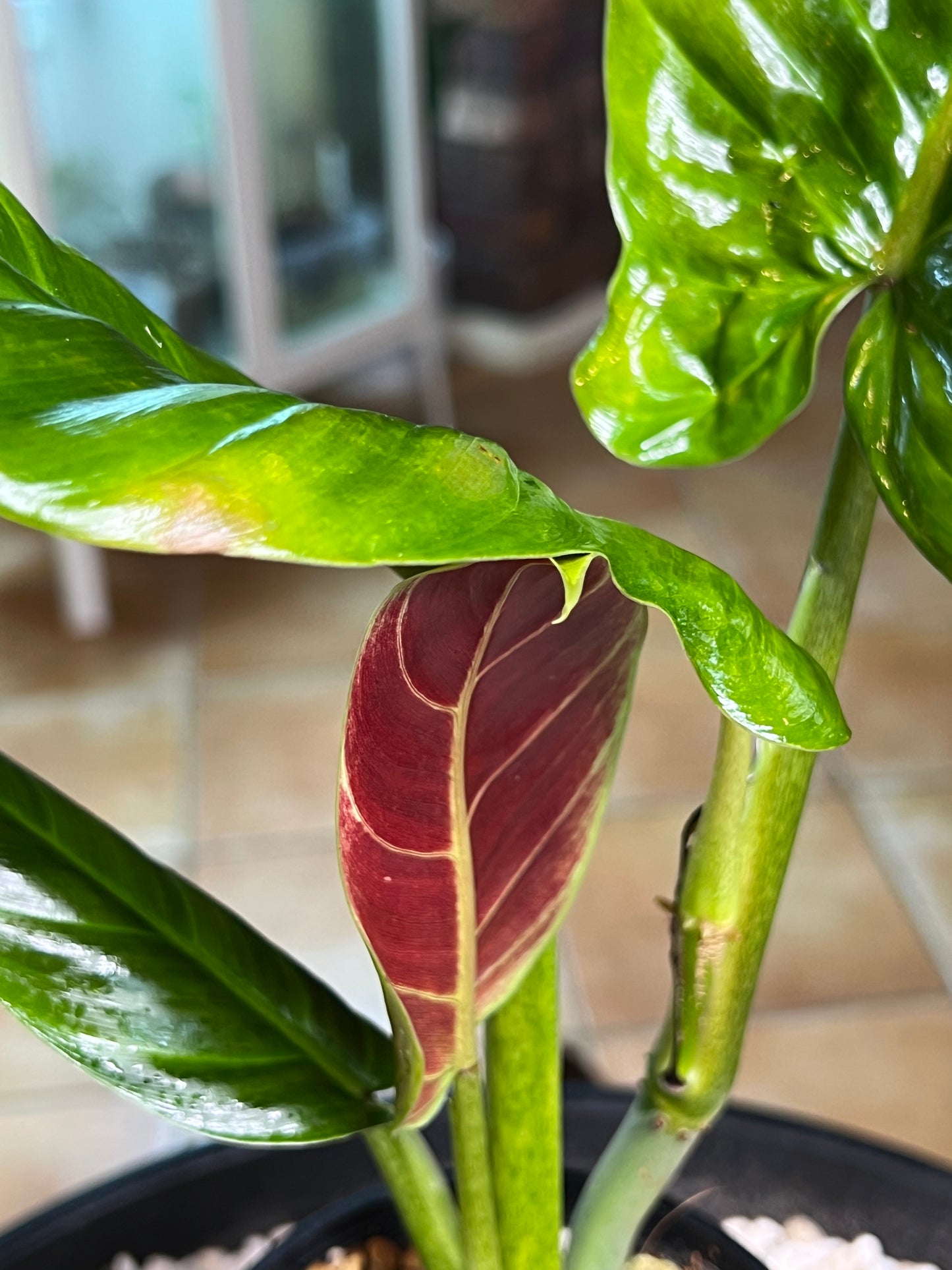 Philodendron Subhastatum