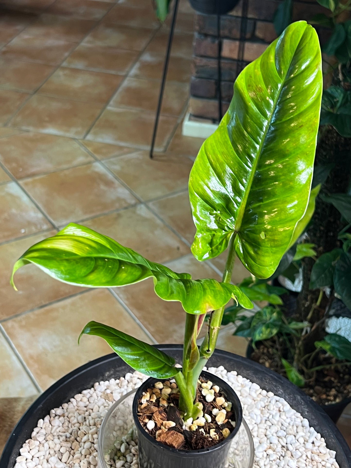 Philodendron Subhastatum