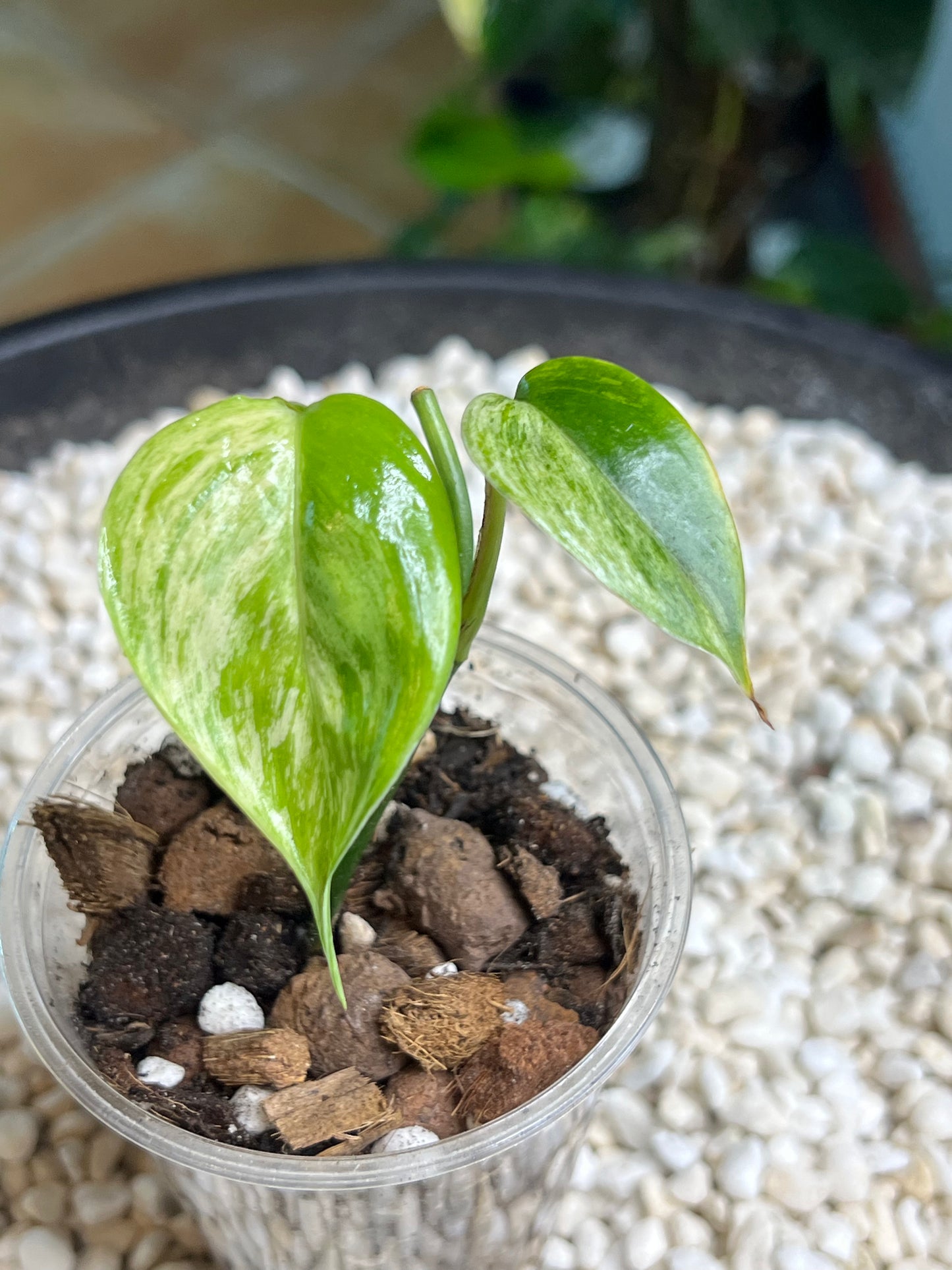 Scindapsus Blue Albo Salaka Mint