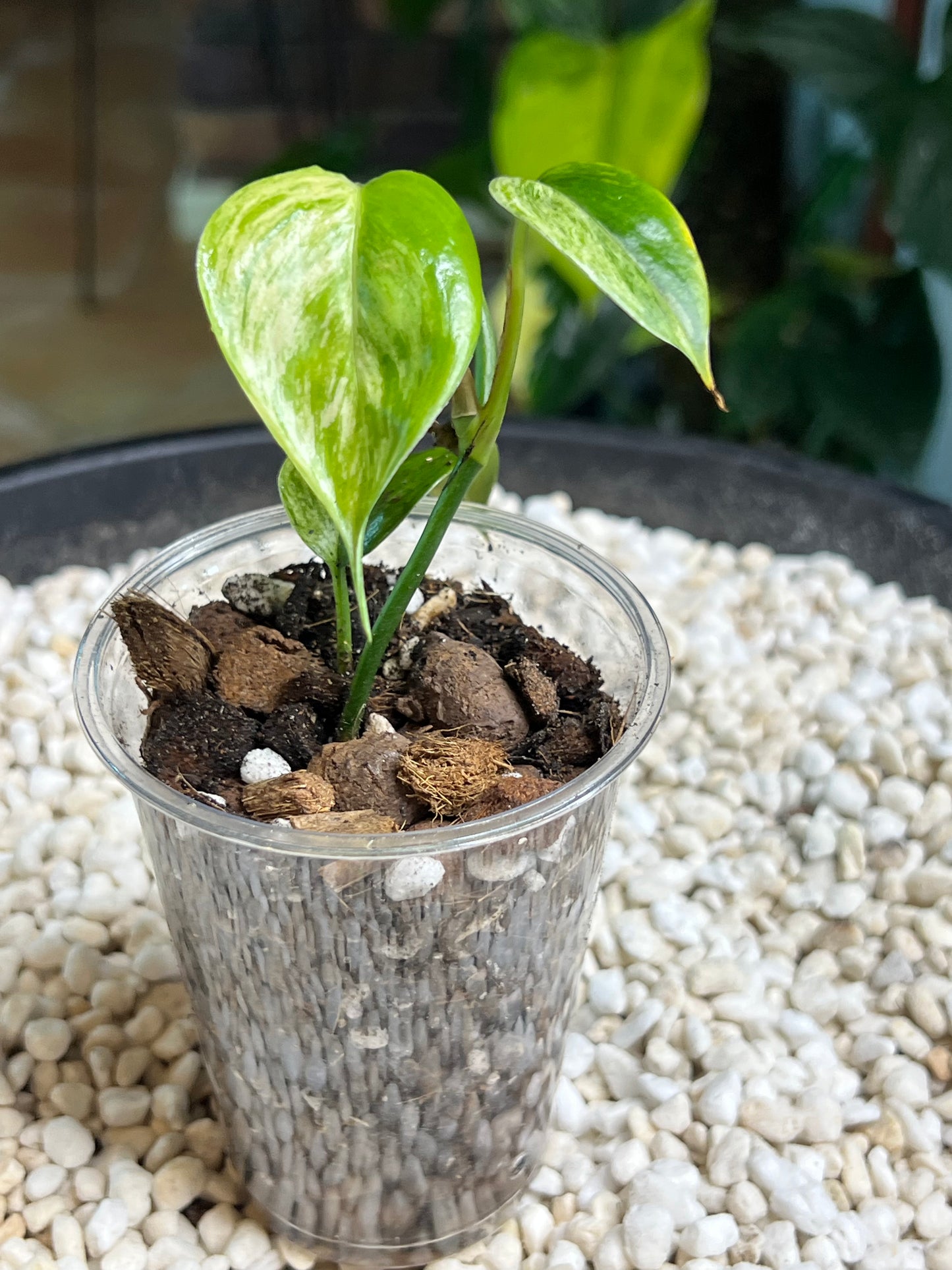 Scindapsus Blue Albo Salaka Mint