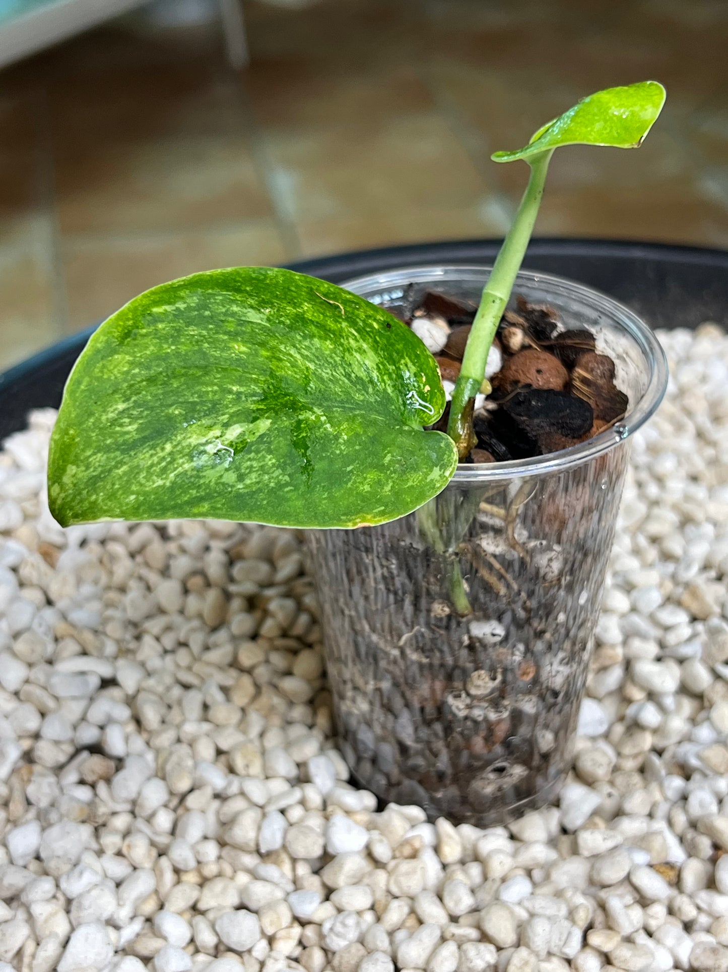 Scindapsus Mangurai