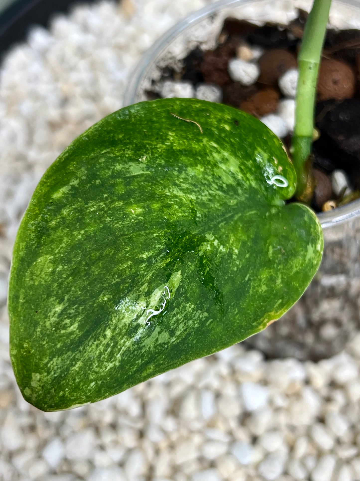 Scindapsus Mangurai