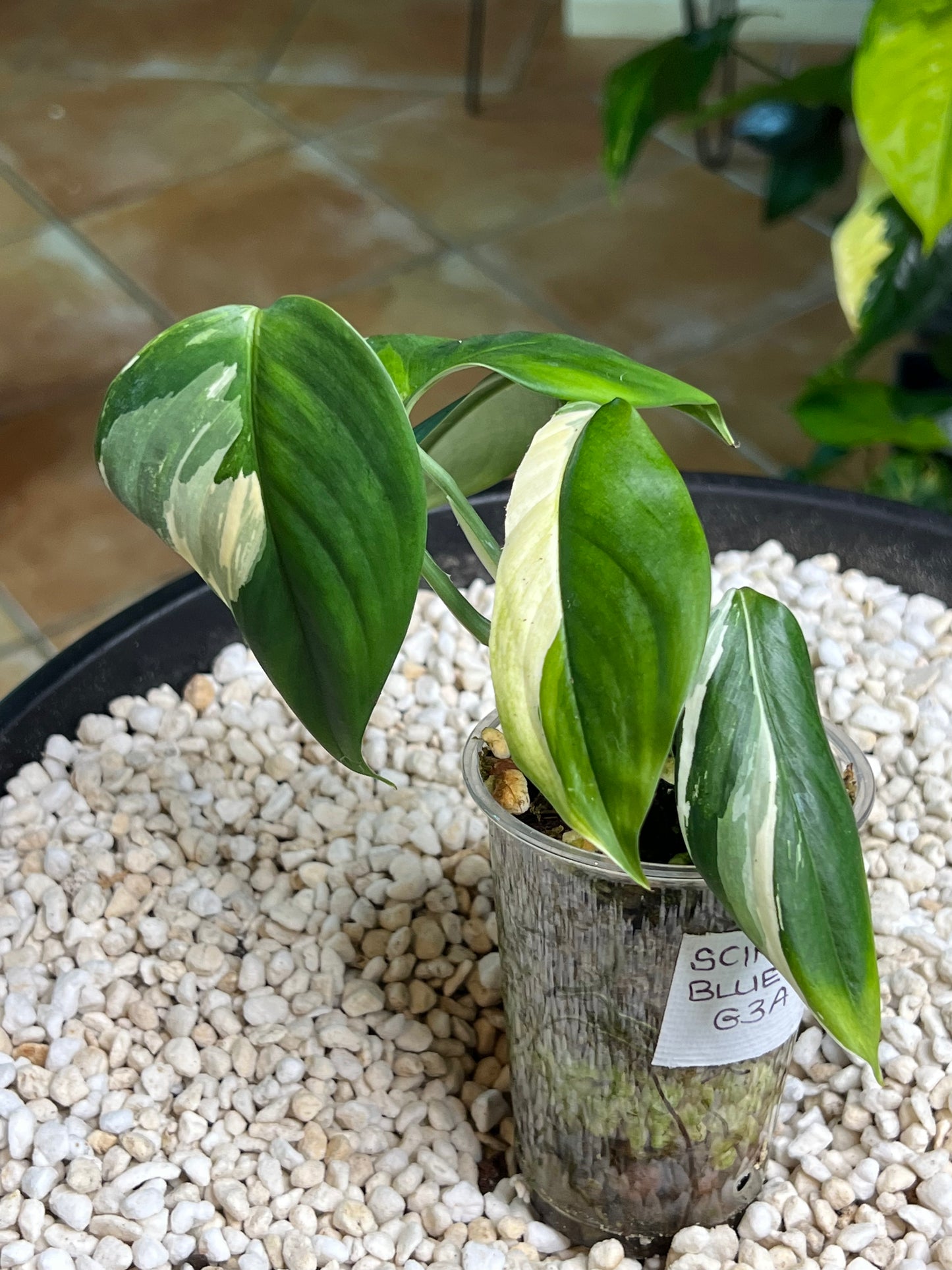 Scindapsus Blue Albo